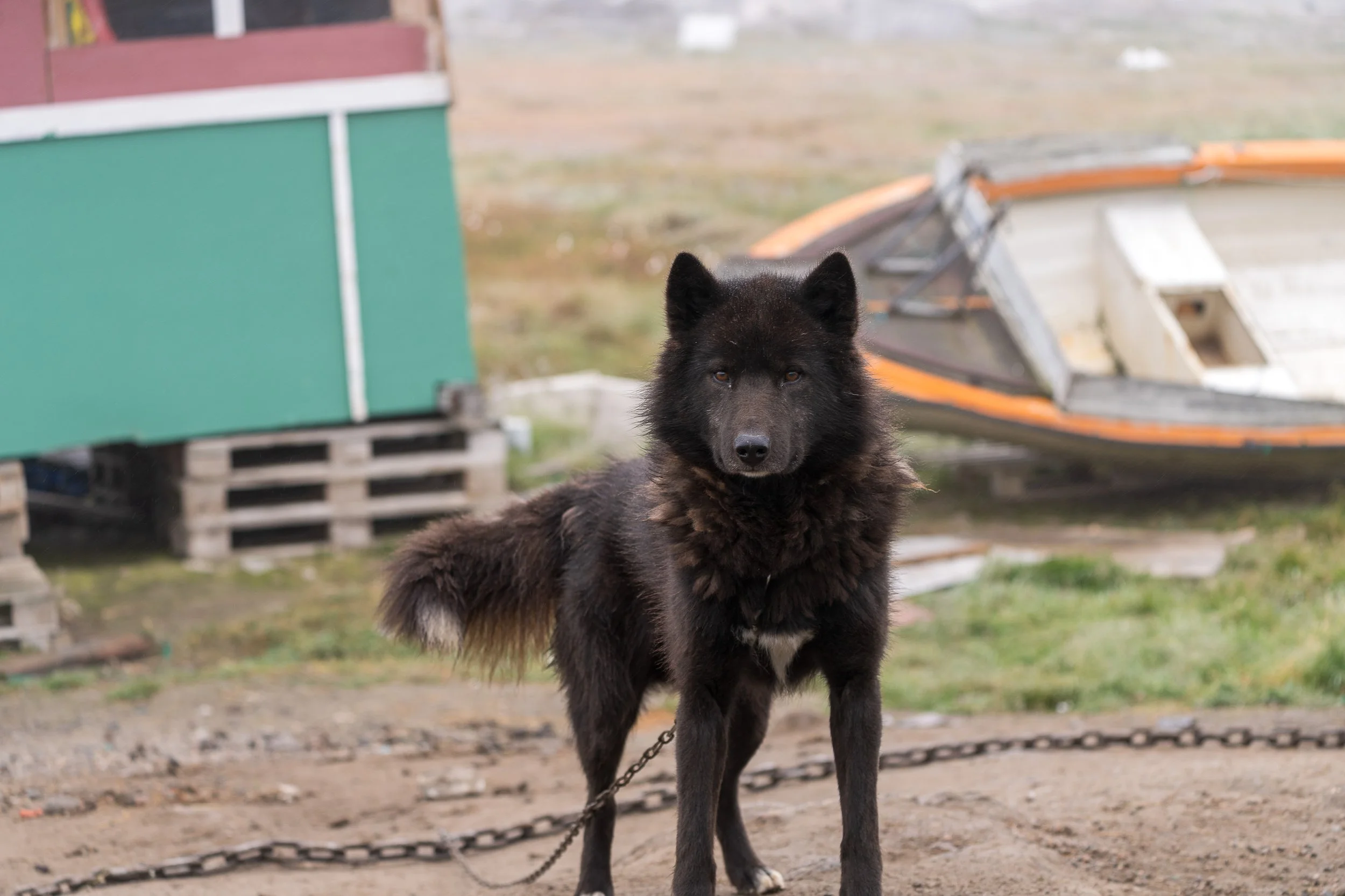 PNWventures-Denielle-Cowley-Greenland Web 1_18-2026-8.jpg