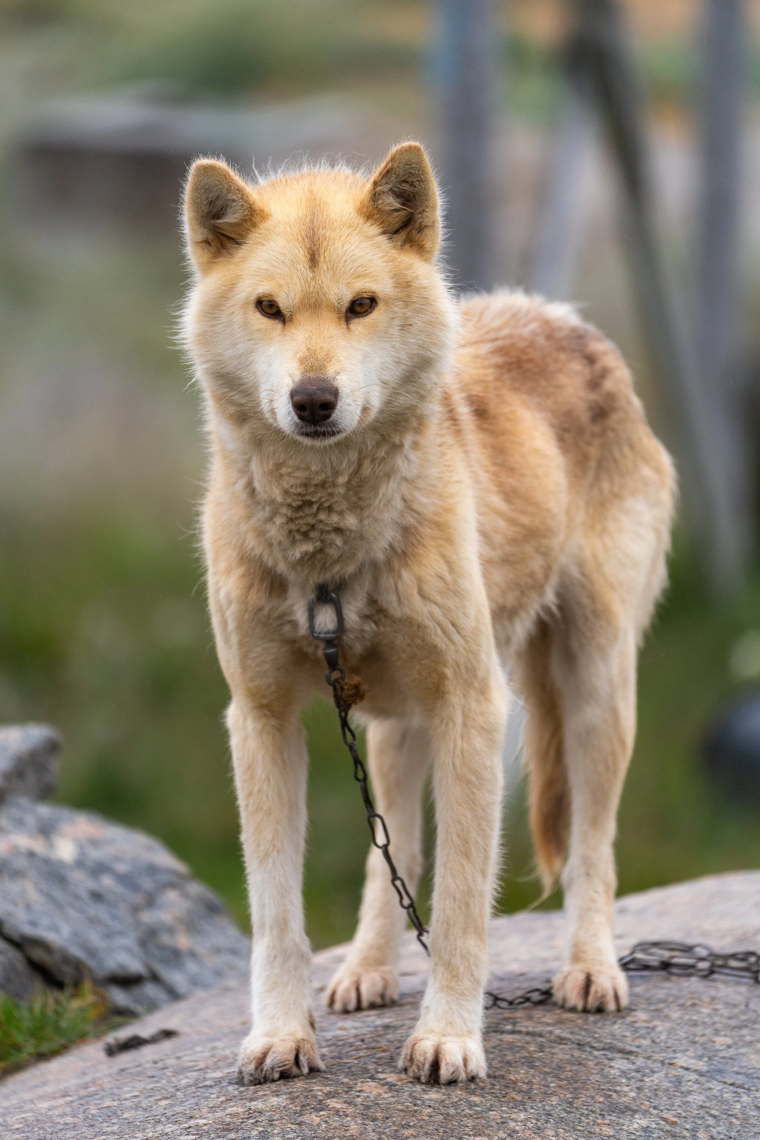 PNWventures-Denielle-Cowley-Greenland Web 1_18-2026-7.jpg