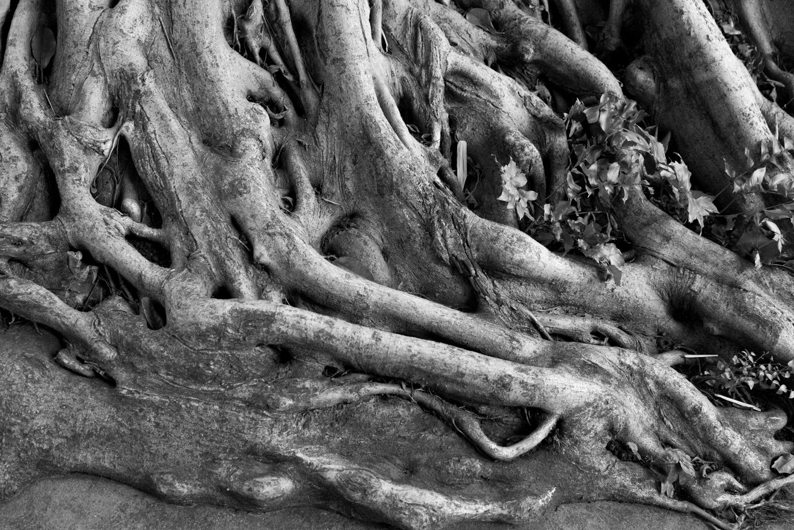 Lineage