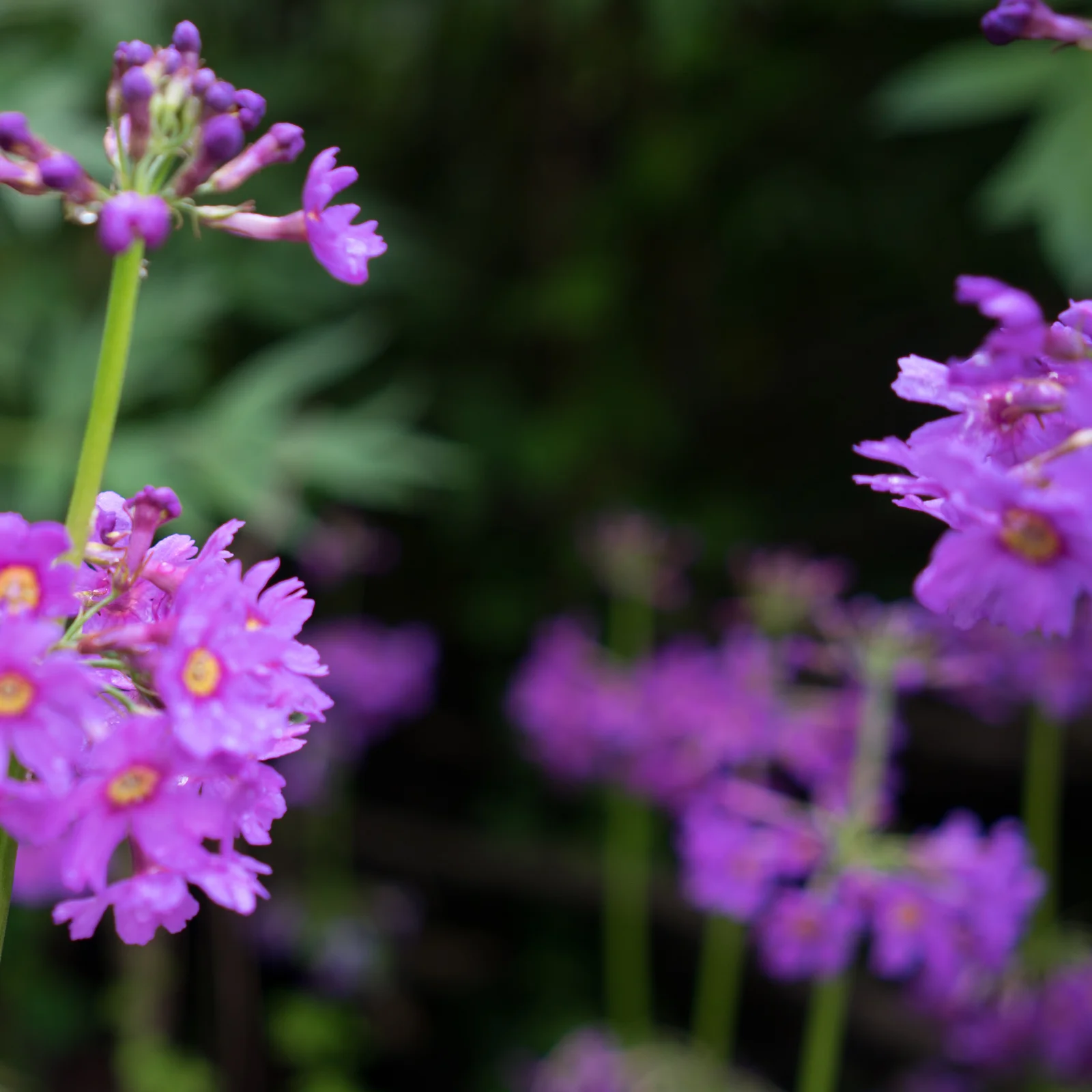 Rêve de Fleurs