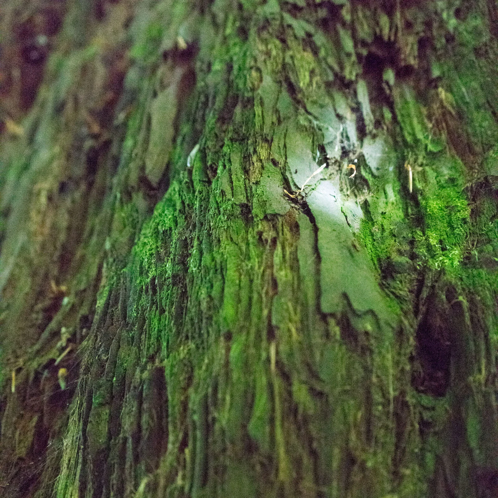Verdure