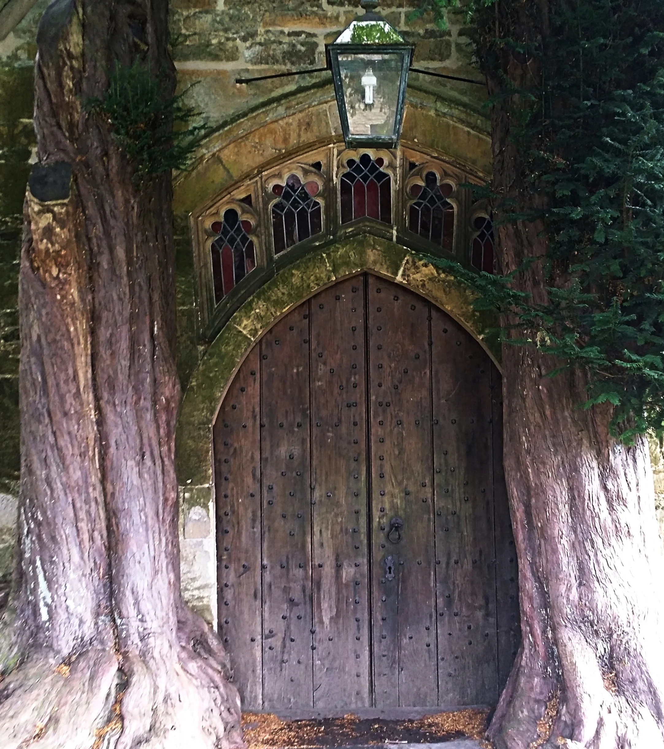 Yew Trees at Stow-on-the-Wold, Cotswolds, UK. Photograph James Davidson.