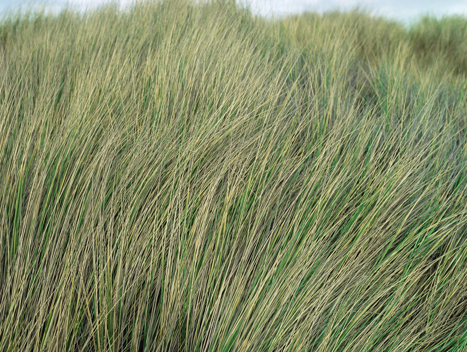 Untitled (Where We Once Lay), 2006 / archival pigment print, 22.5 x 30 inches , edition of 5 plus 2 AP