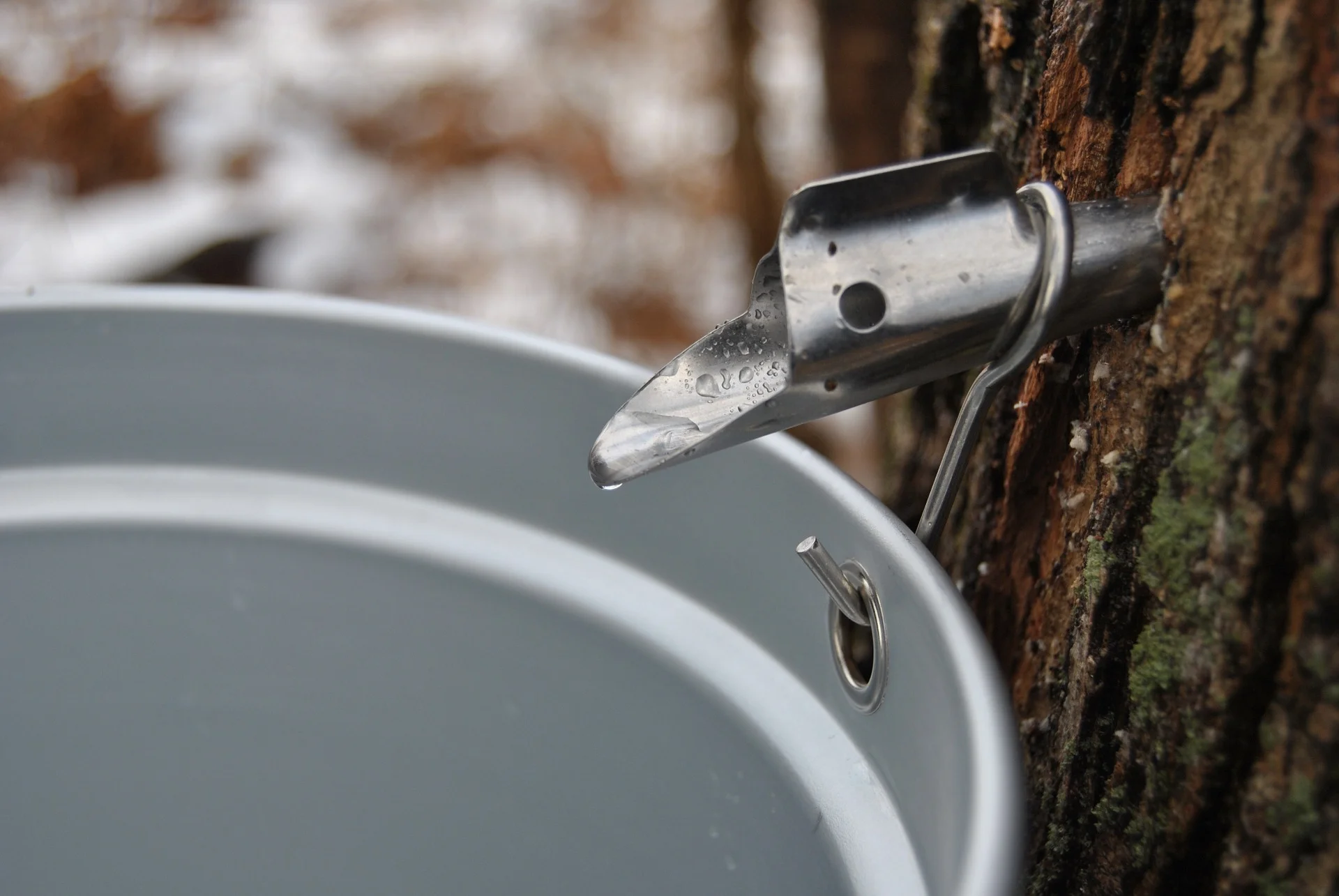 maple-syrup-1372470_1920.jpg