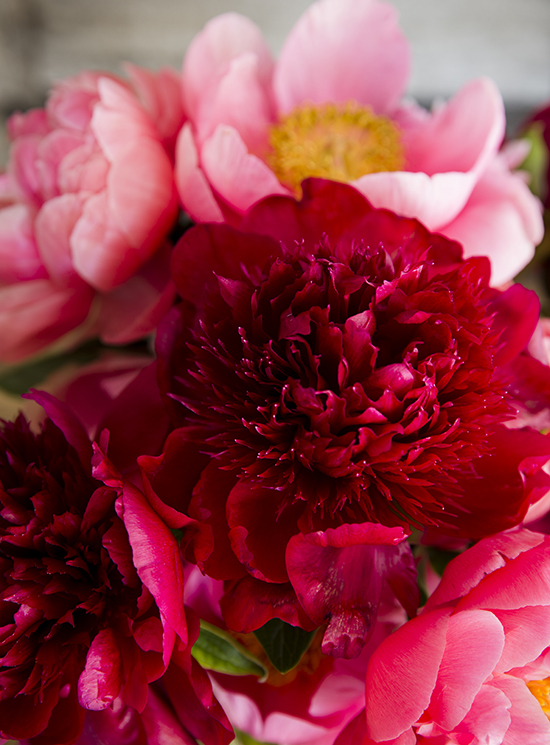 portobellorose-bouquet-detail-bold1.jpg