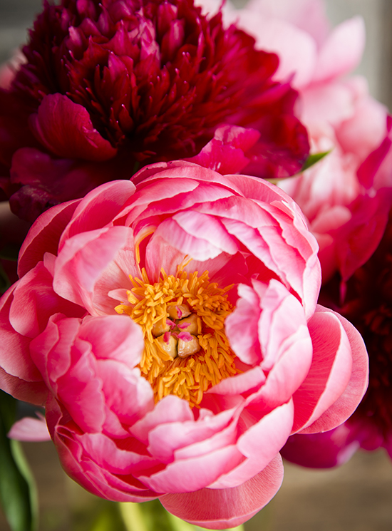 portobellorose-bouquet-detail-bold2.jpg