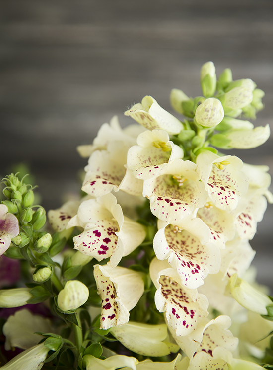 portobellorose-bouquet-detail-enmasse5.jpg
