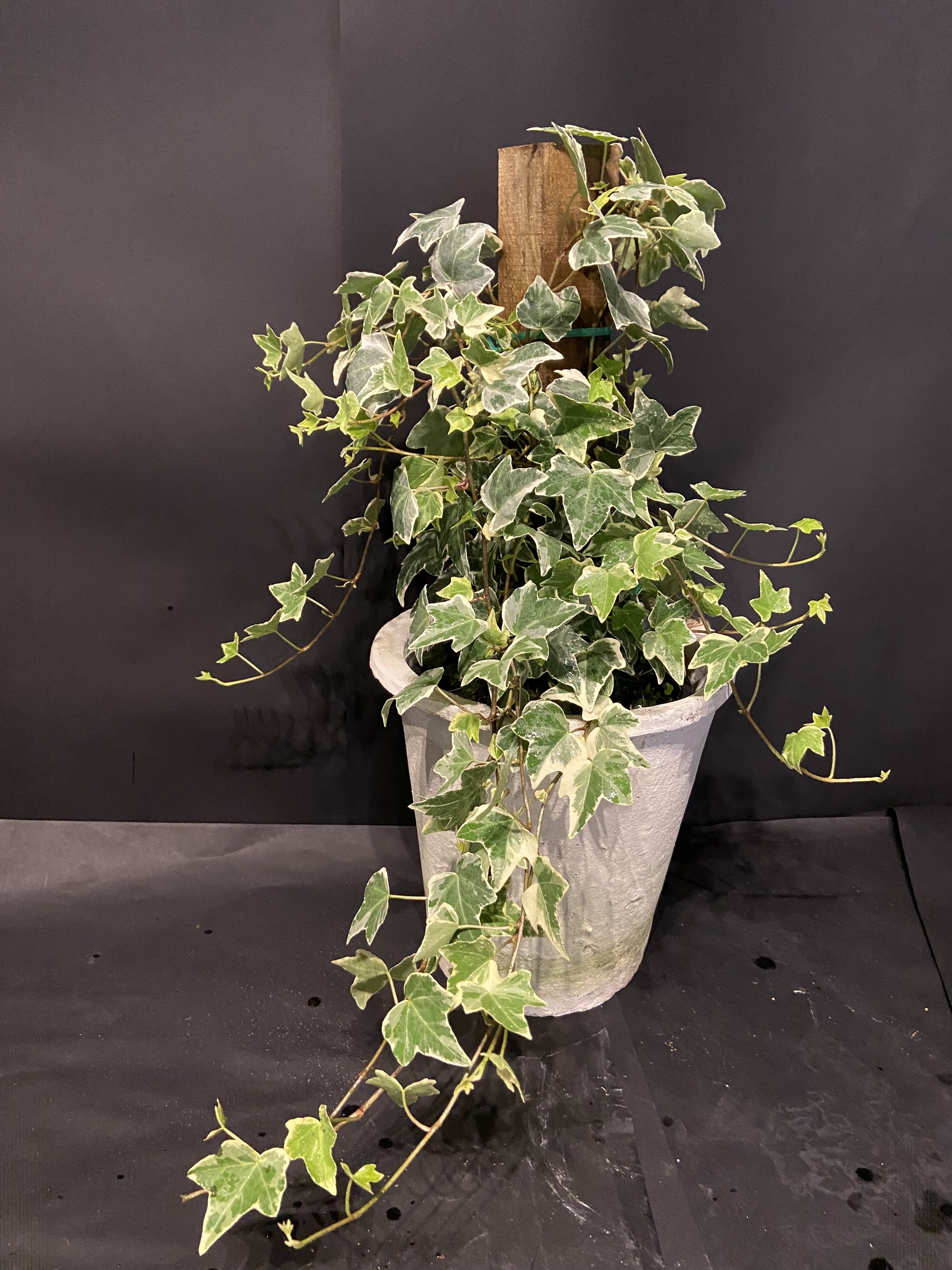 Potted Ivy