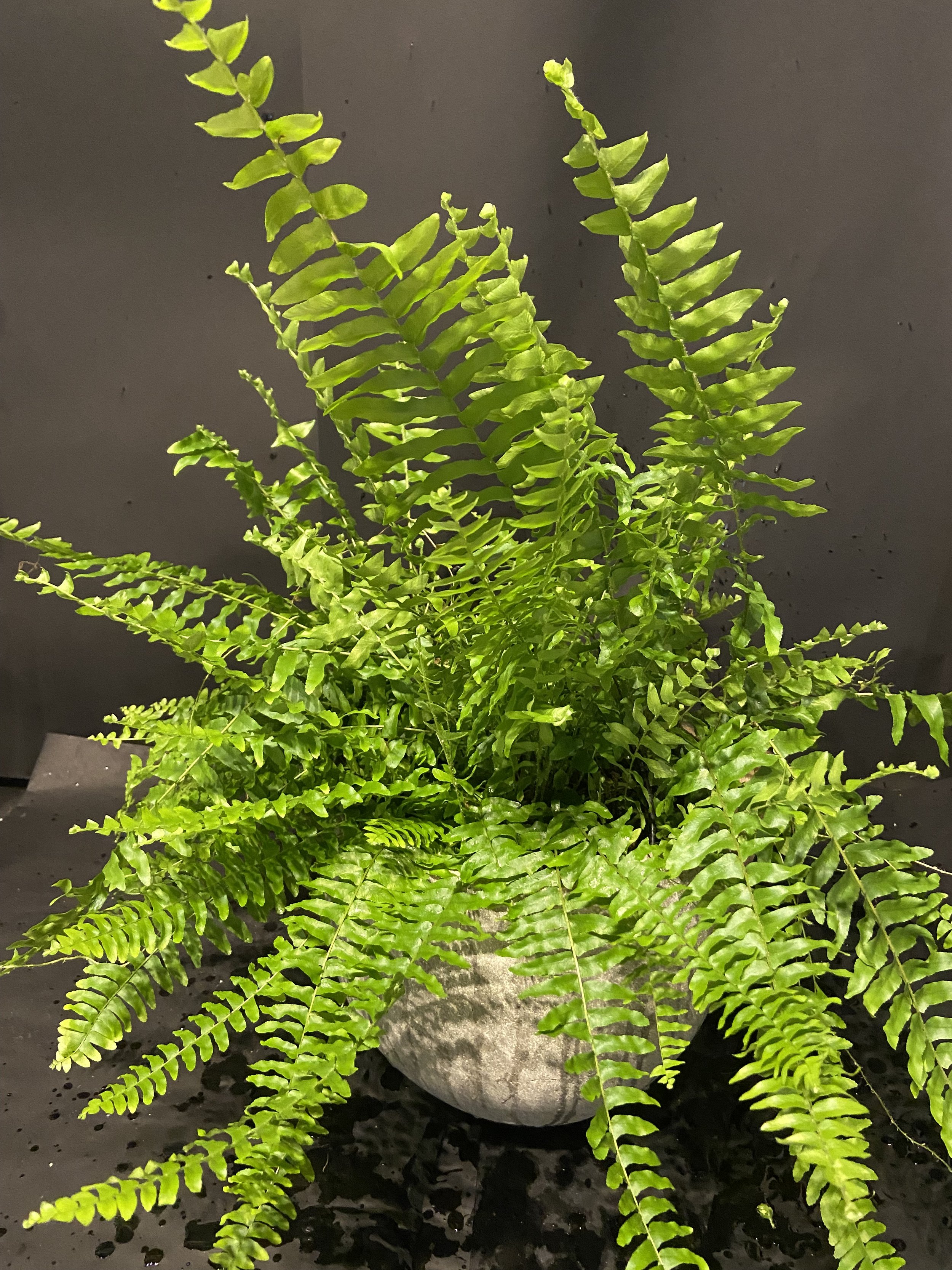 Potted Ferns