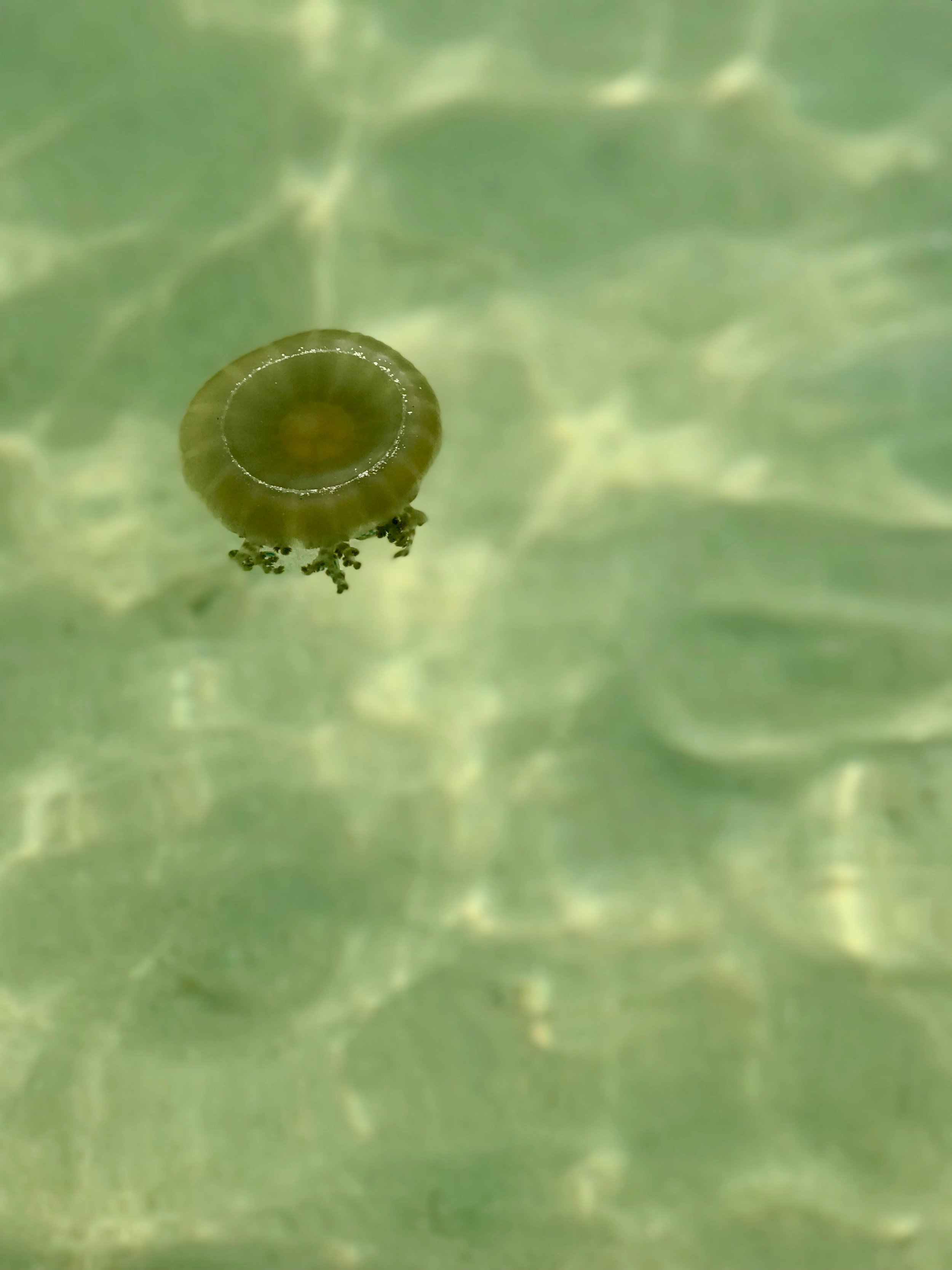 Jellyfish