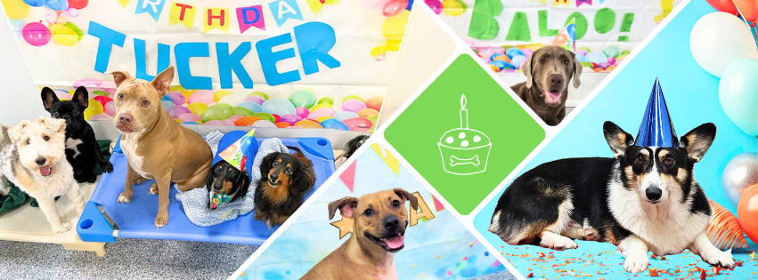 Executive Birthday Pawty.png