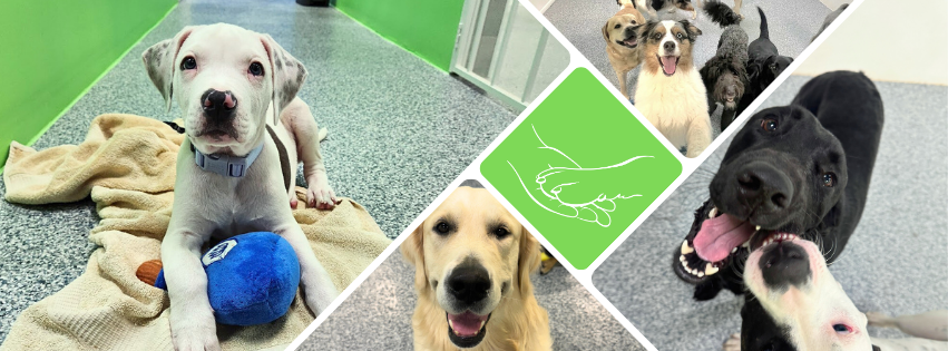 Pup Intro Protocol.png