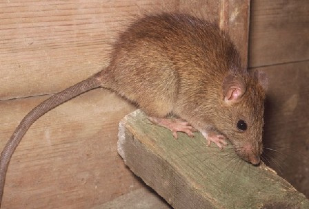 Rat and Rodent Removal - Trapper Services near Dallas, TX