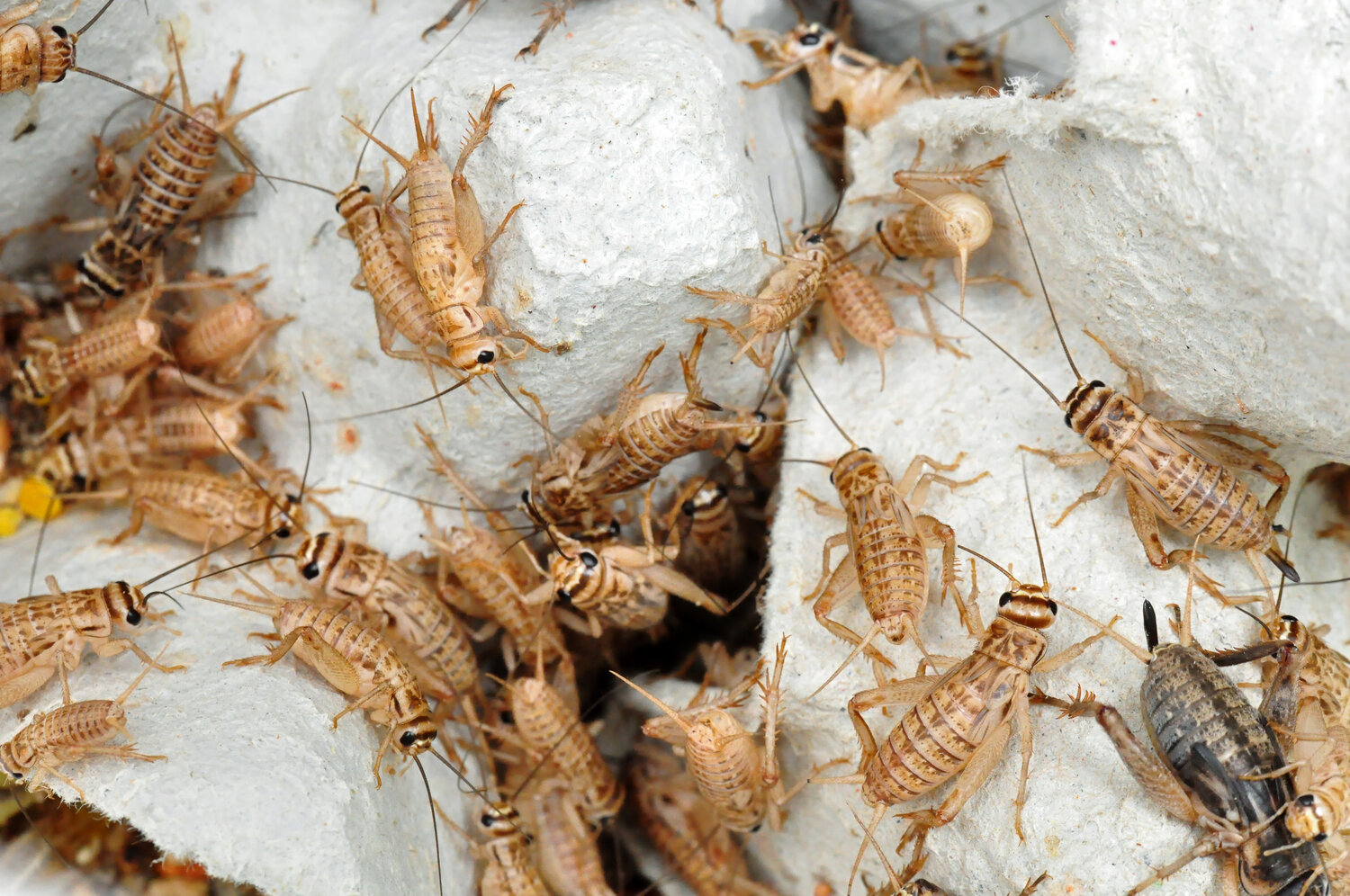 How To Get Rid of Crickets