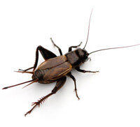 How To Get Rid of Crickets