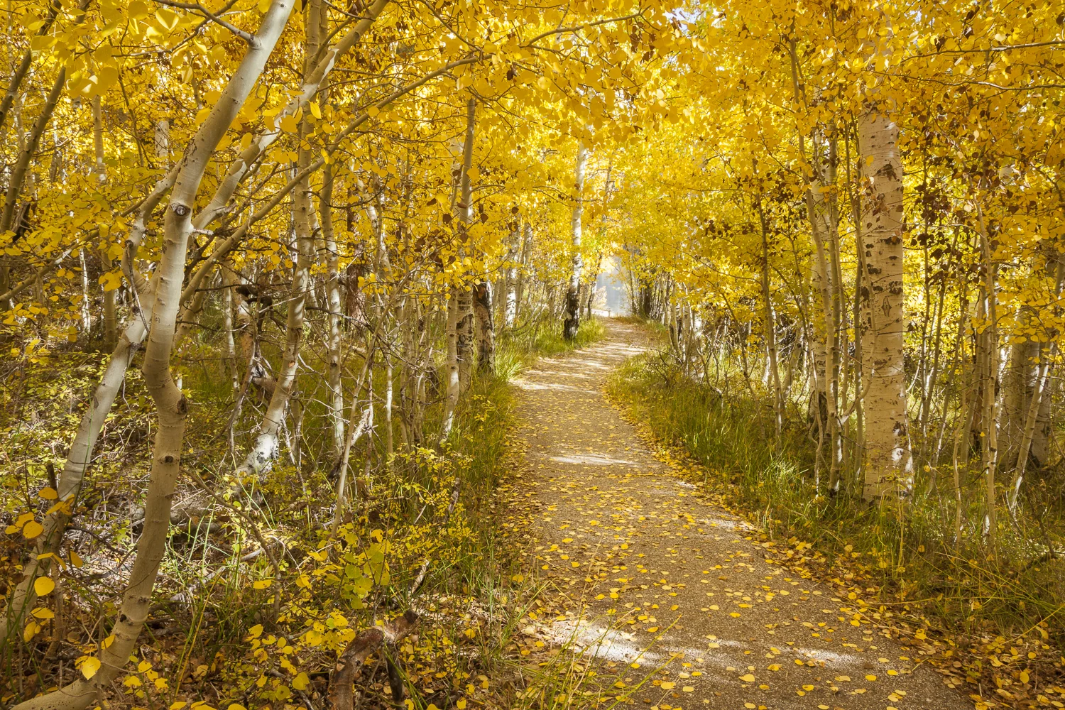 Autumn Path