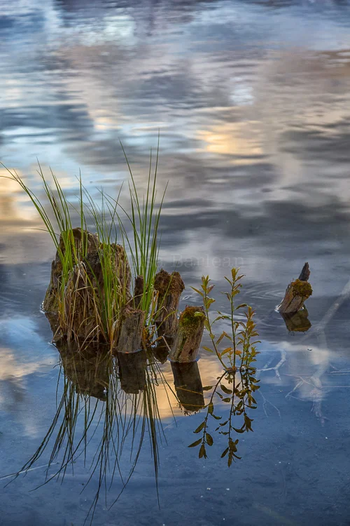 Morning Reflections