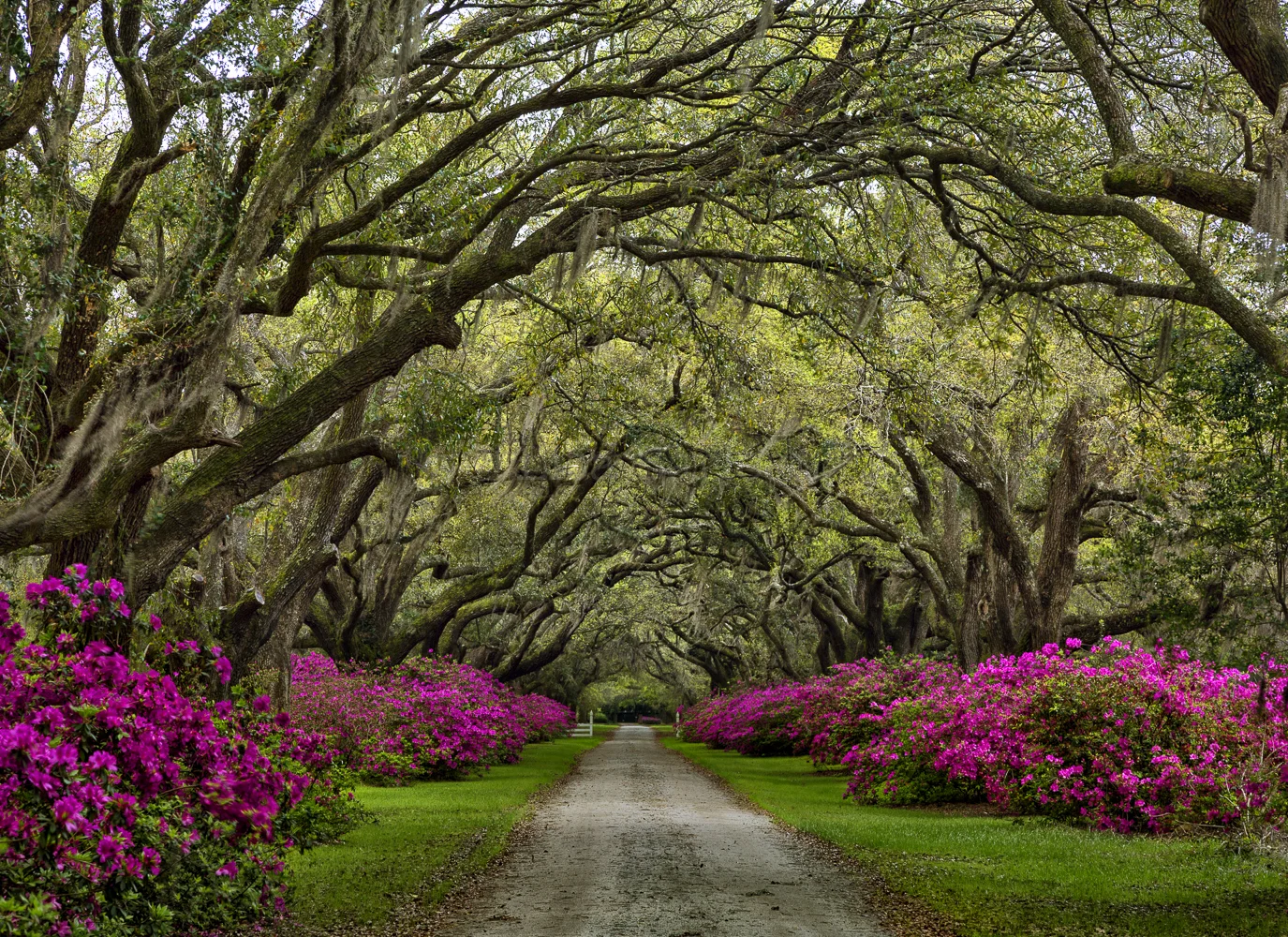 Azalea Lane