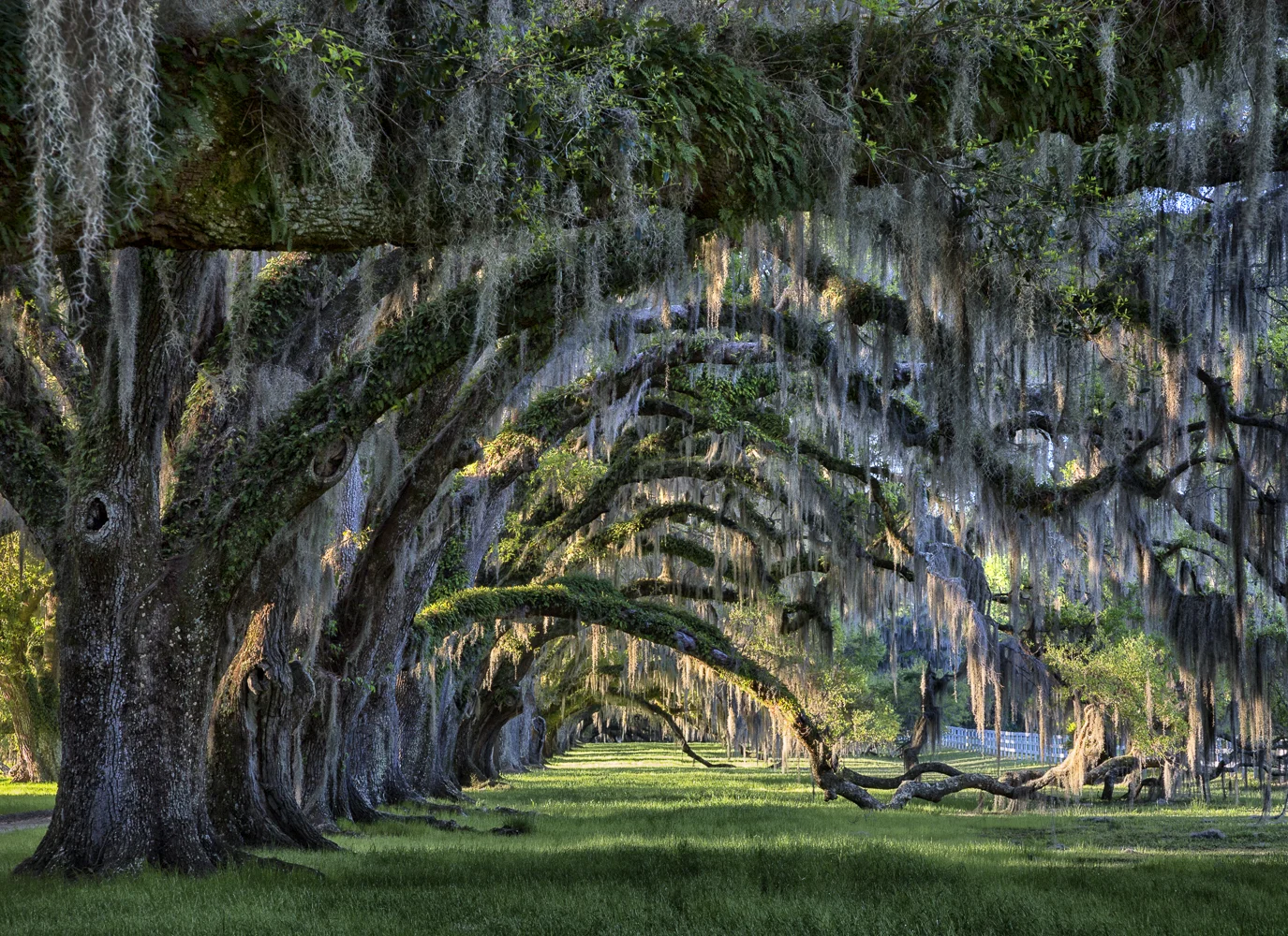 Live Oaks at Tomotley Plantation