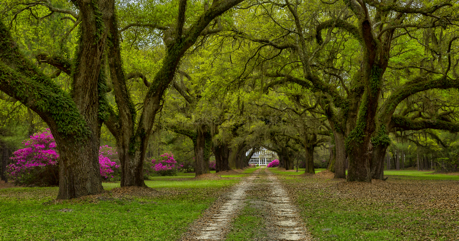 Plantation Road