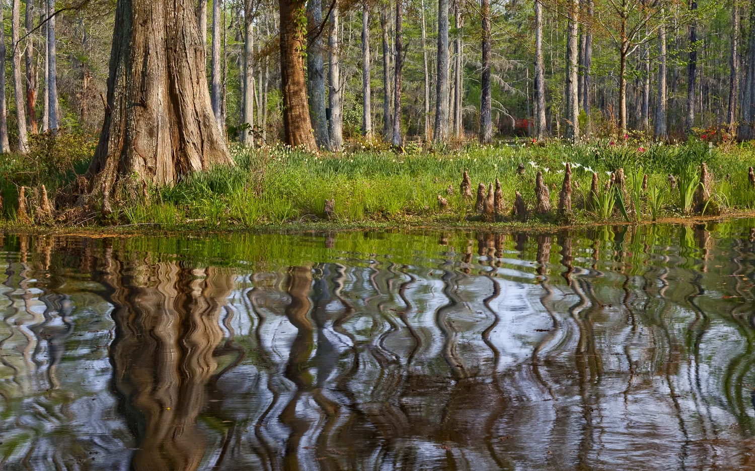 Ripples