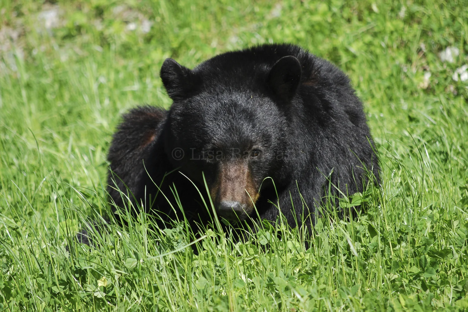 Black Bear in Spring Clover