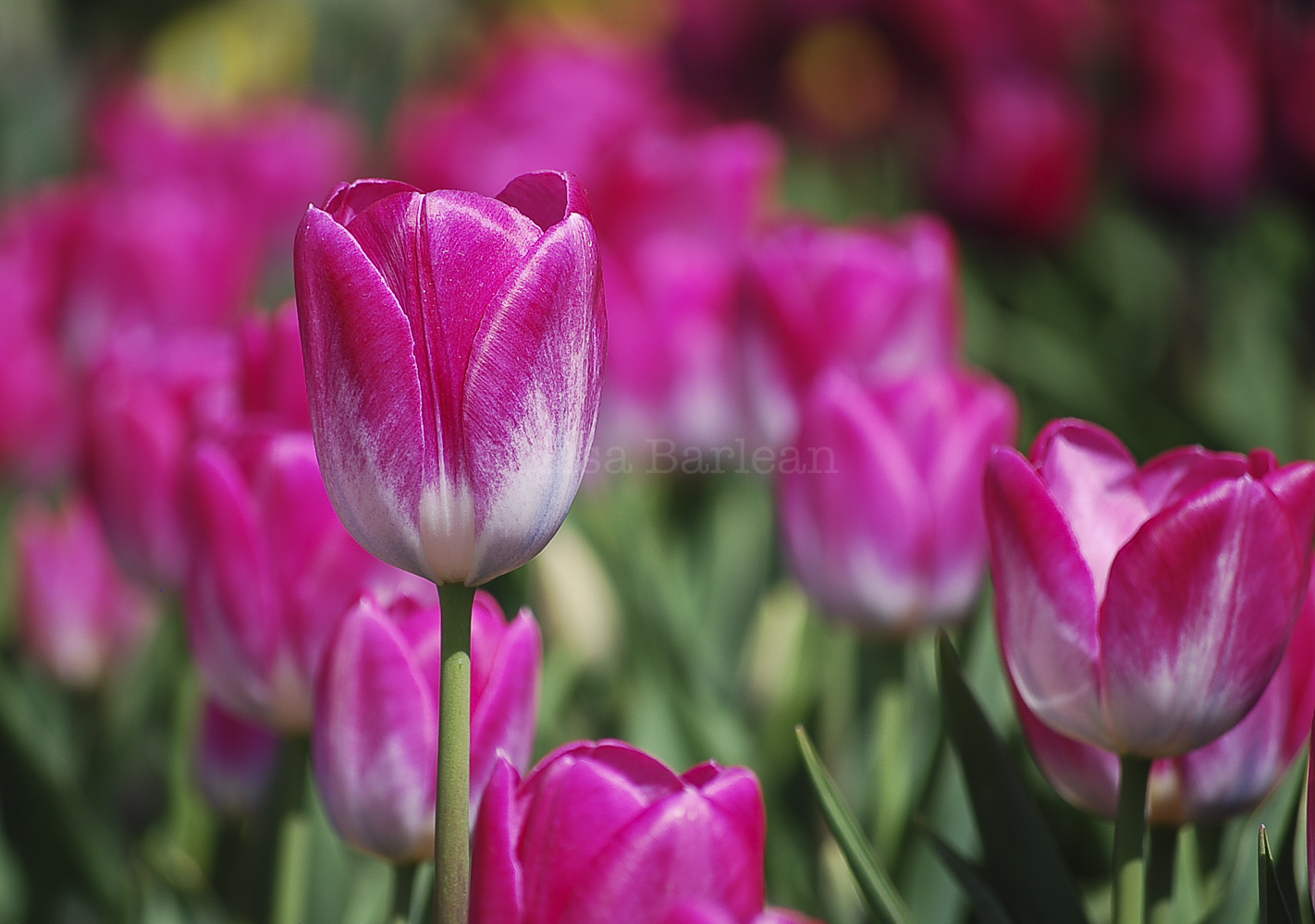 Stand Out