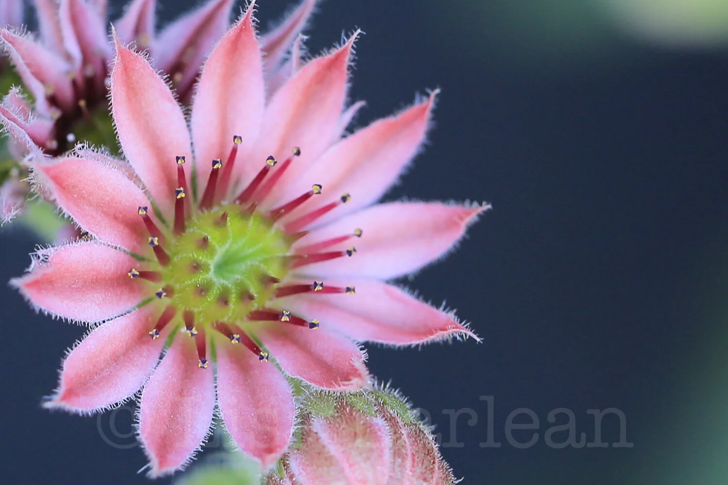 Beauty in the Details