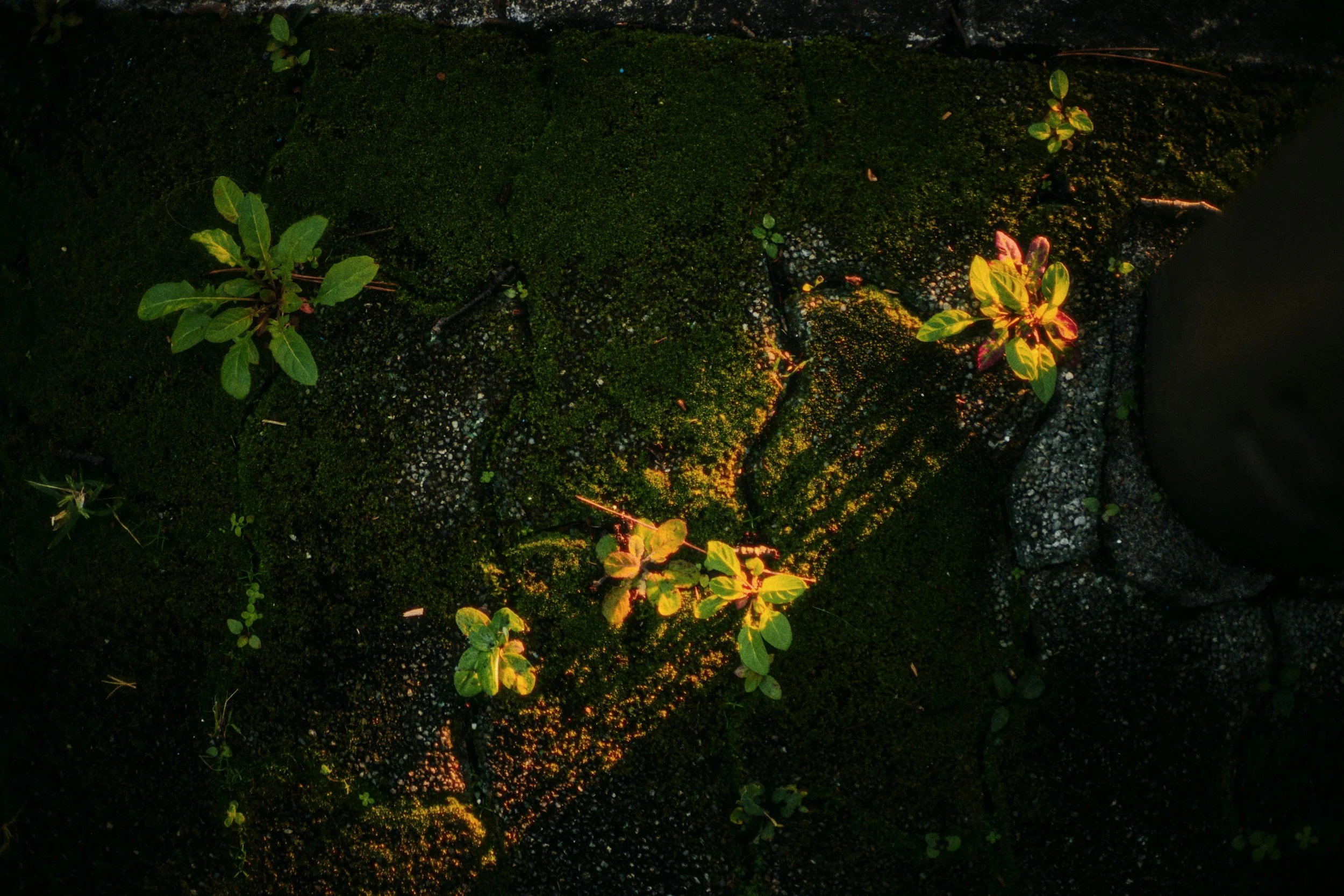 unsplash-image-MFje_vioFhU.jpg