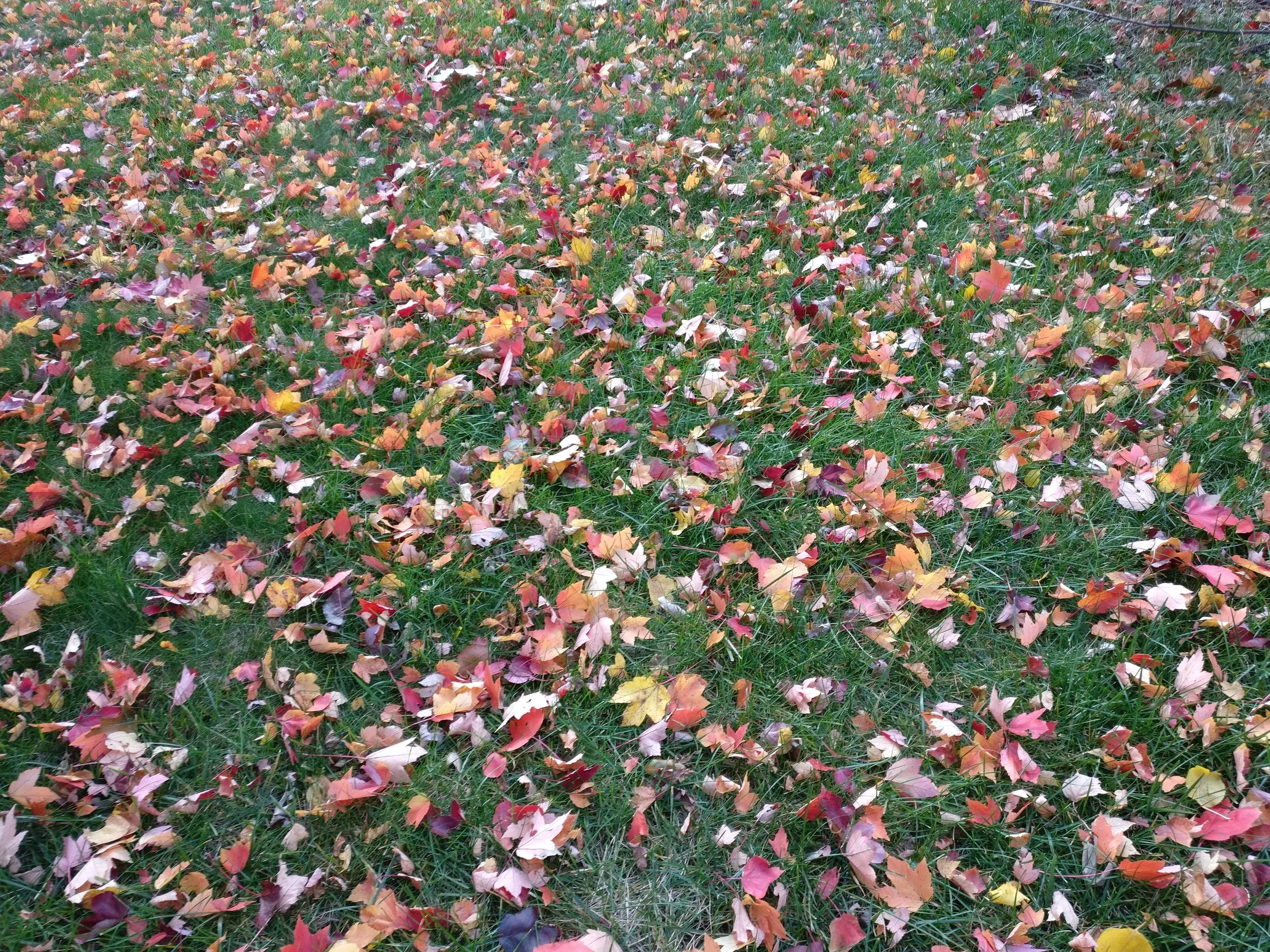IMG_20171117_144820.jpg