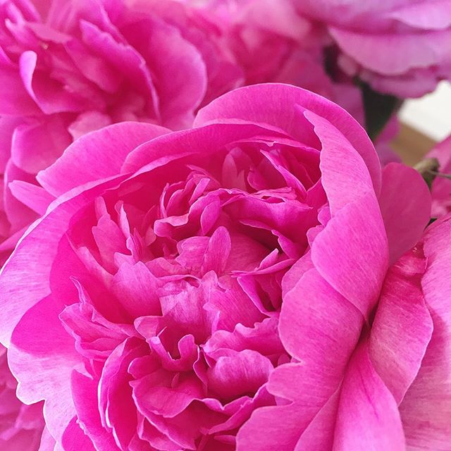 Always love fresh cut peonies 💗👌🏻 #tistheseason #peonies