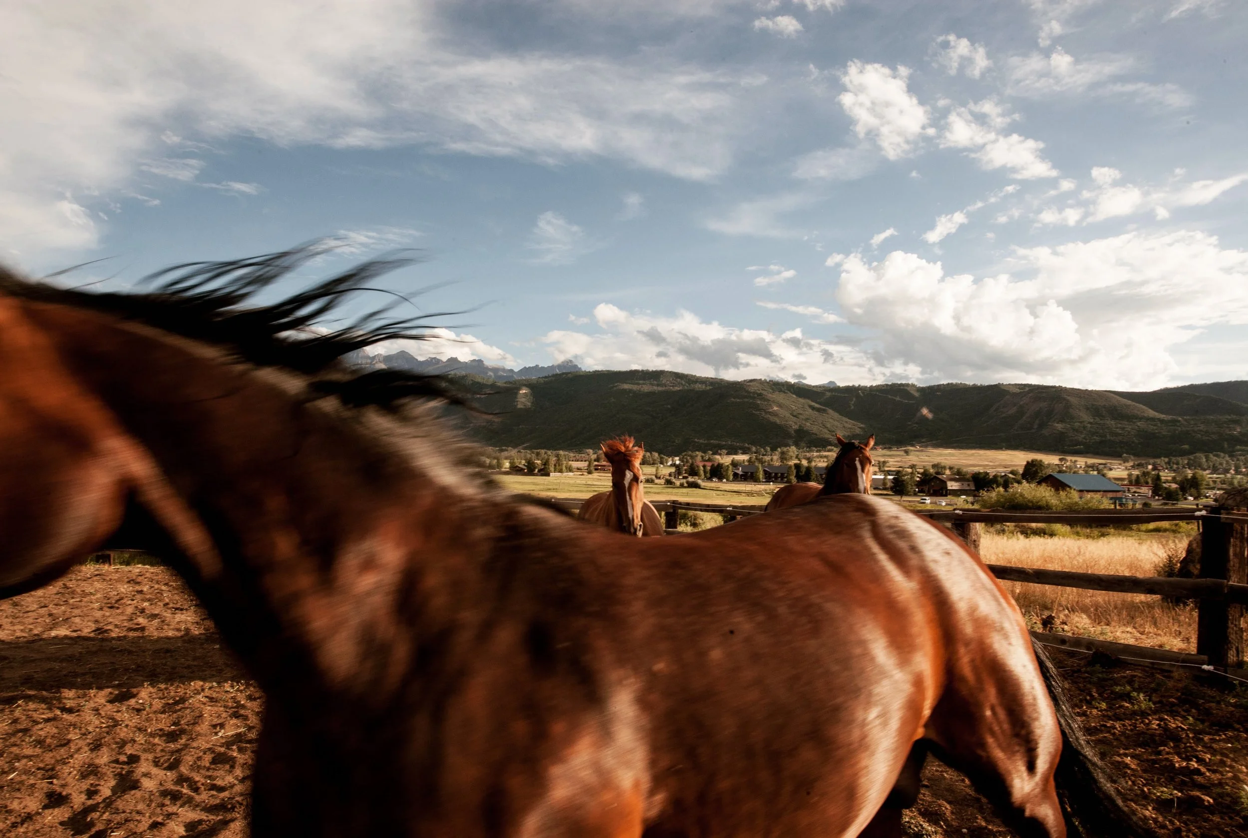 Wild Horses Sarah Natsumi Moore.JPG