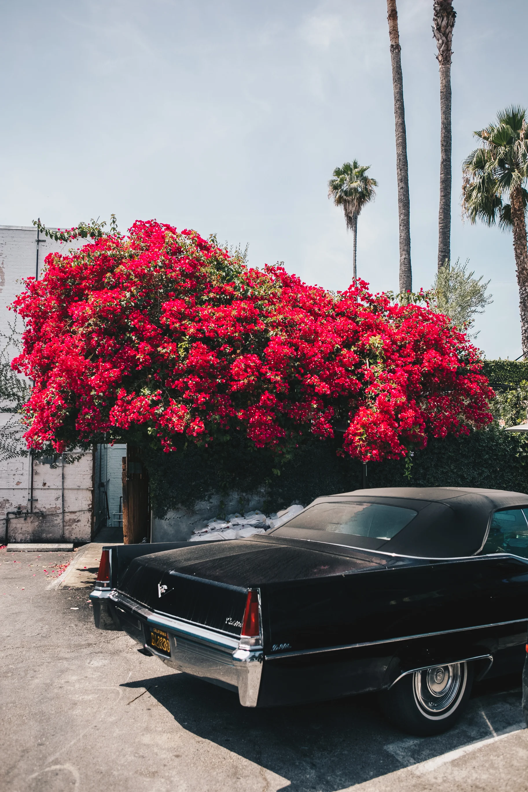 Vintage Car in Los Feliz, LA California. Photograph by Sarah Natsumi Moore