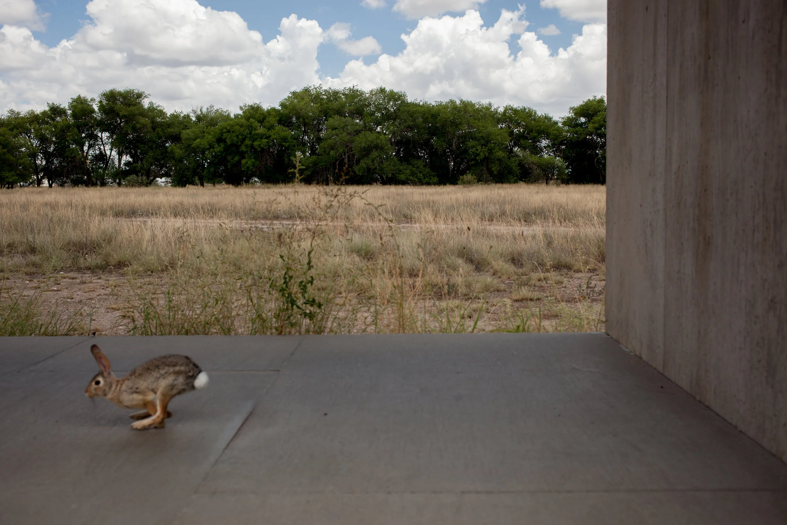 Marfa Bunny-1.jpg