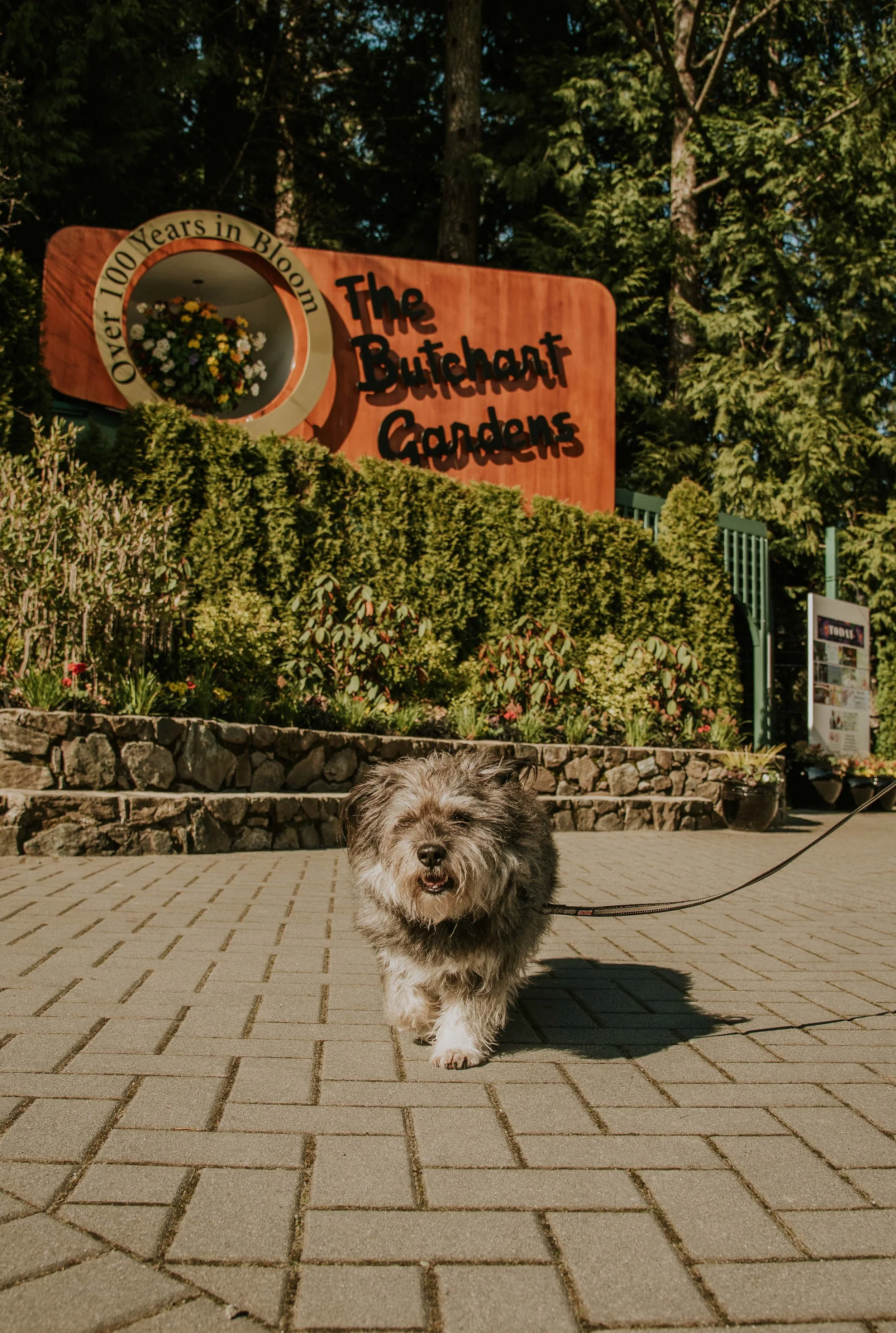 Our walk is over and we had so much fun! Thanks Butchart Gardens for allowing dogs to visit! 