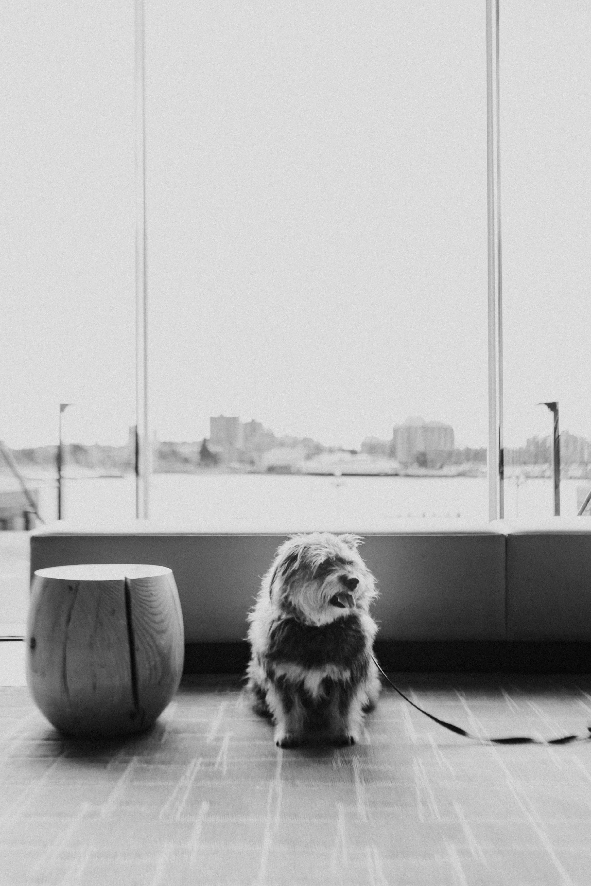 The obligitory artsy black and white shot. Mum was inspired by the pretty light! Here I am sitting in the lobby with my pops. I've been getting a lot of head pats and ear rubs! 