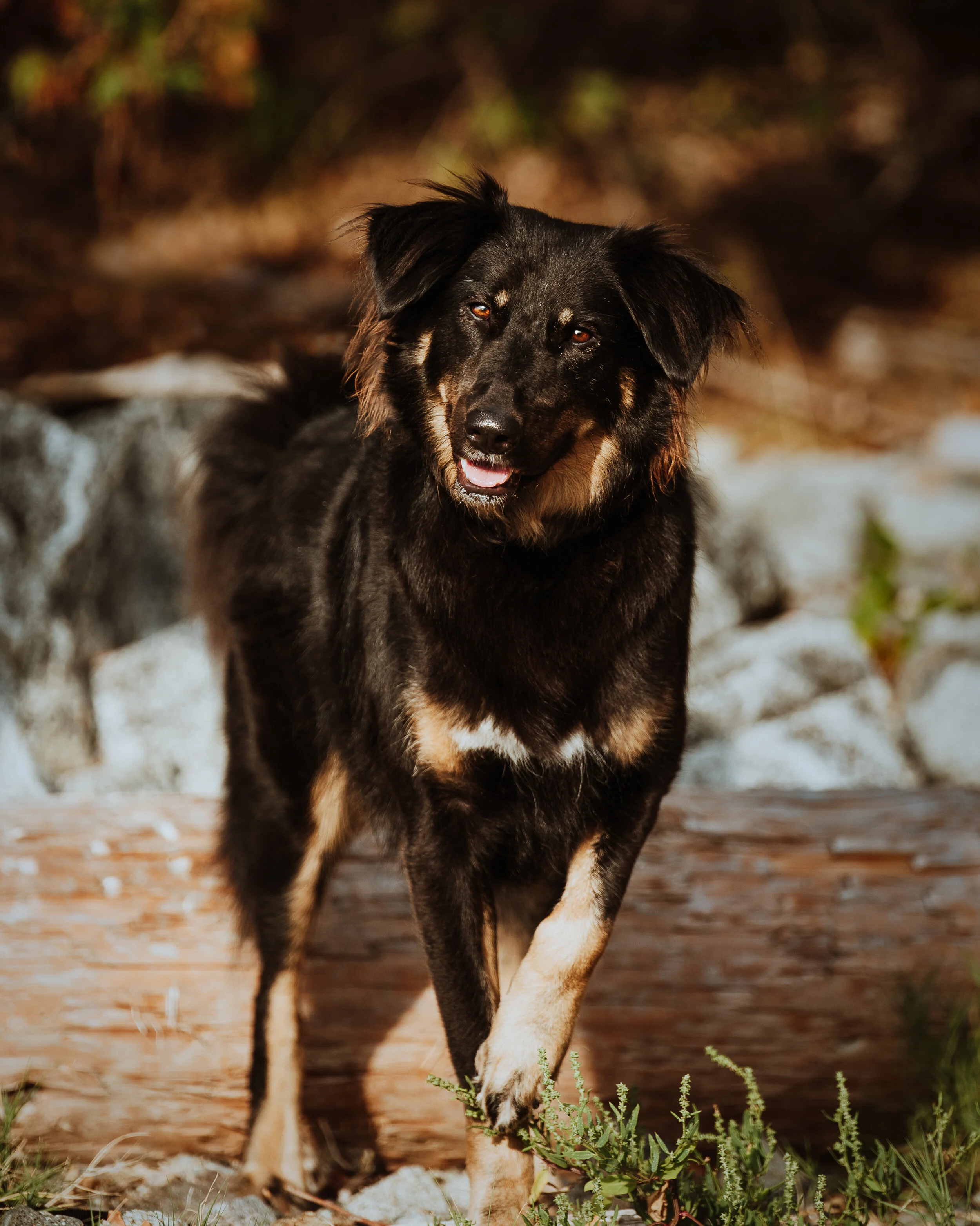 DSC_7268-Edit-Edit.JPG