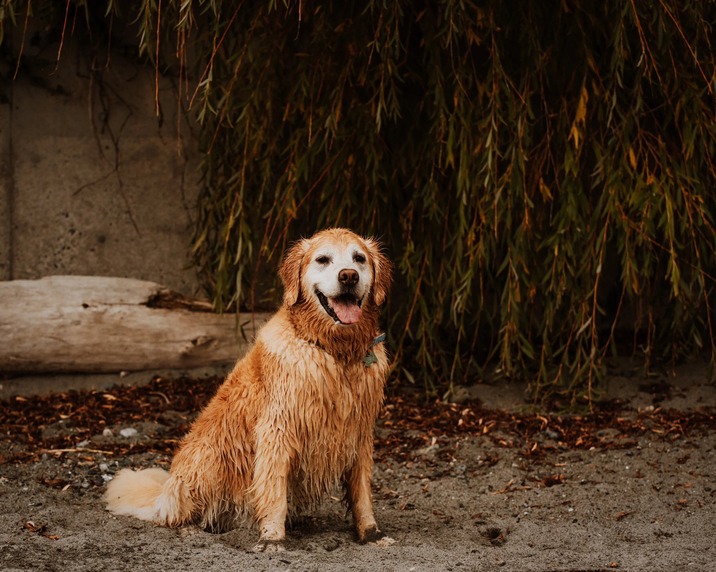 DSC_4527-Edit.JPG
