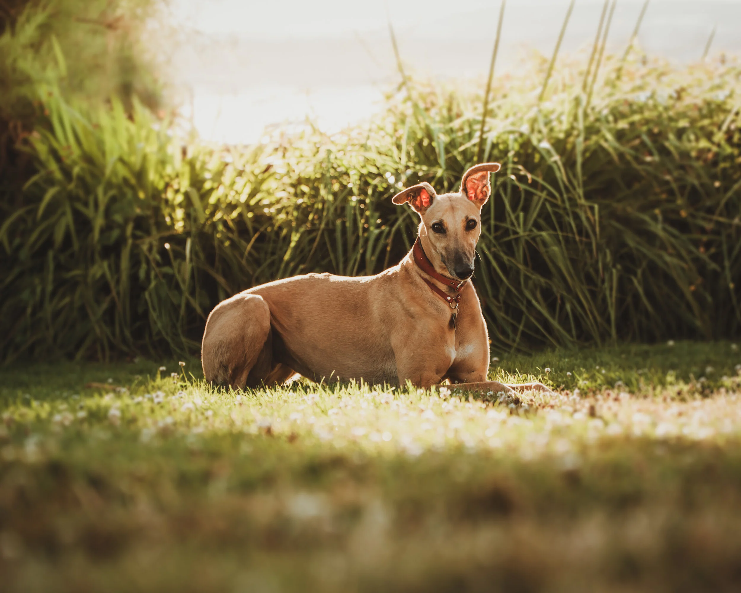 DSC_8199-Edit-2.JPG