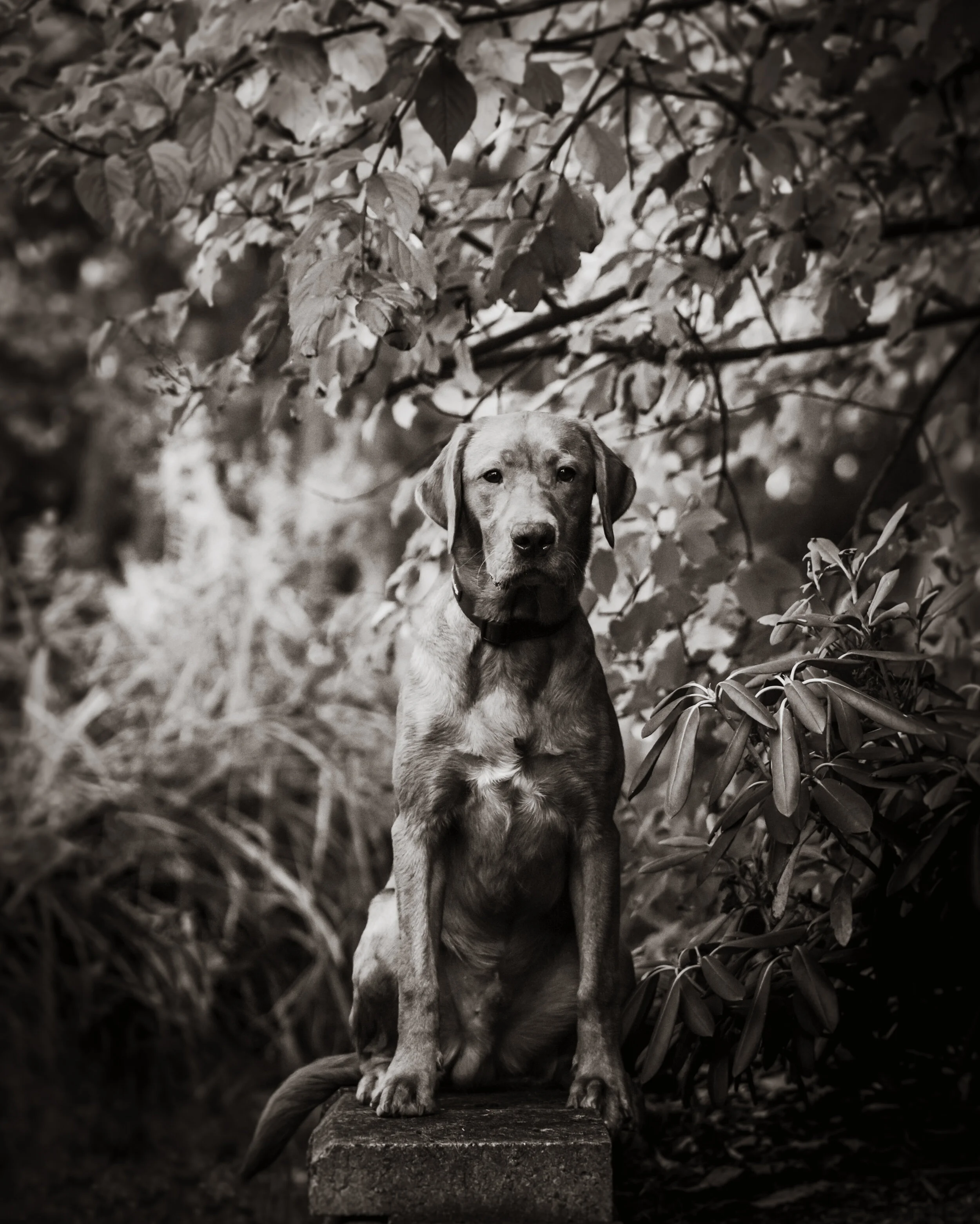 DSC_2944-Edit-2.JPG