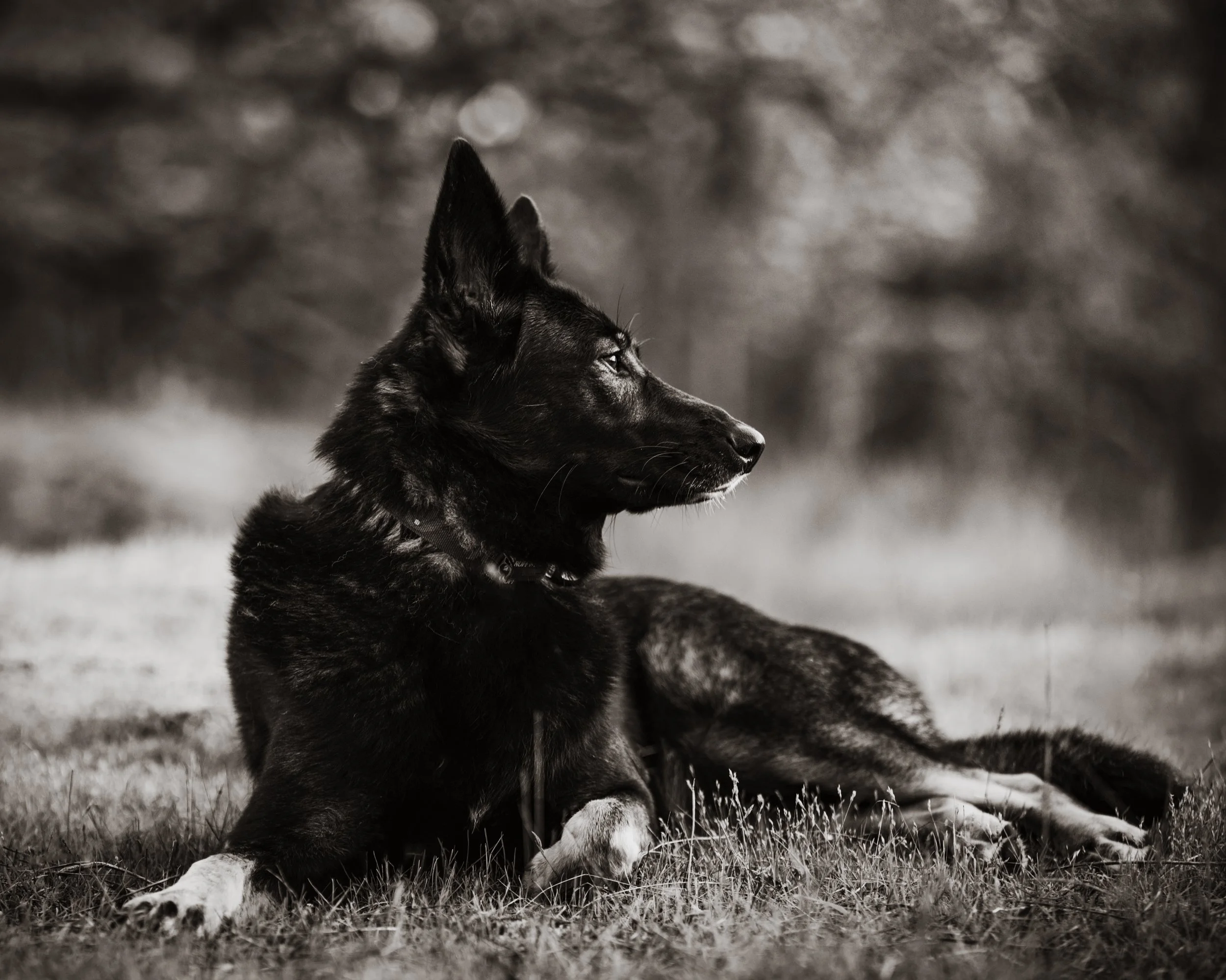 DSC_2841-Edit-Edit-2.JPG