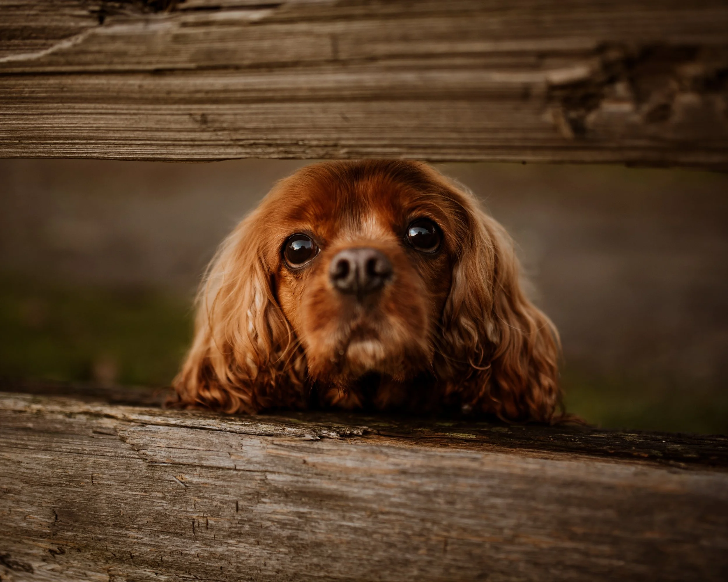DSC_4021-Edit.JPG