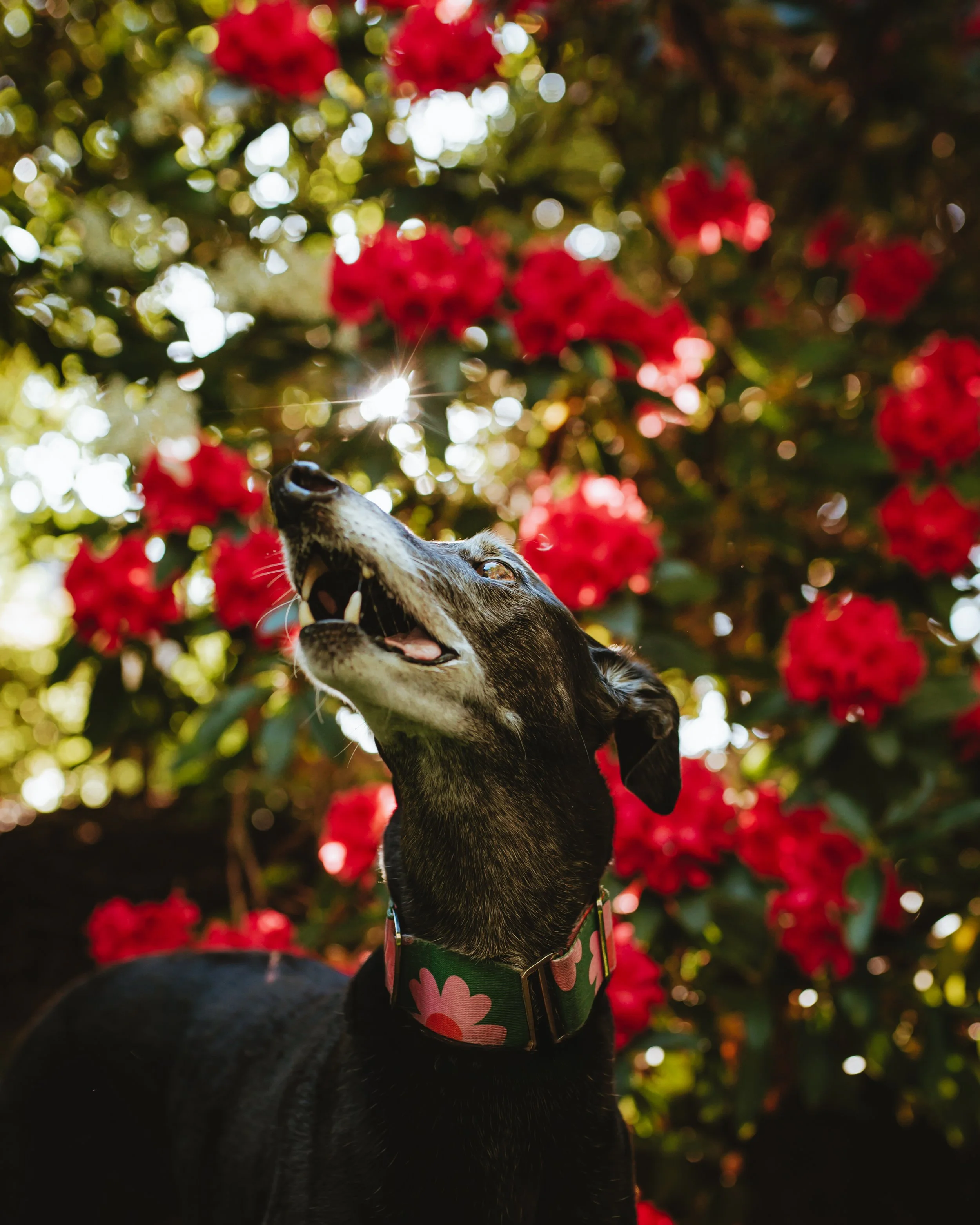 Shadow&Joey (25).JPG