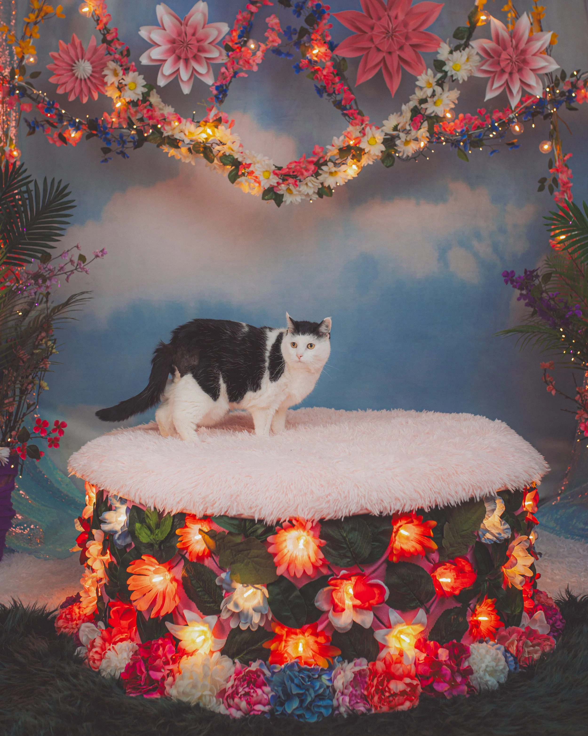 Every season we create a one of a kind, over the top special set for your pet to be their fabulous super model selves!