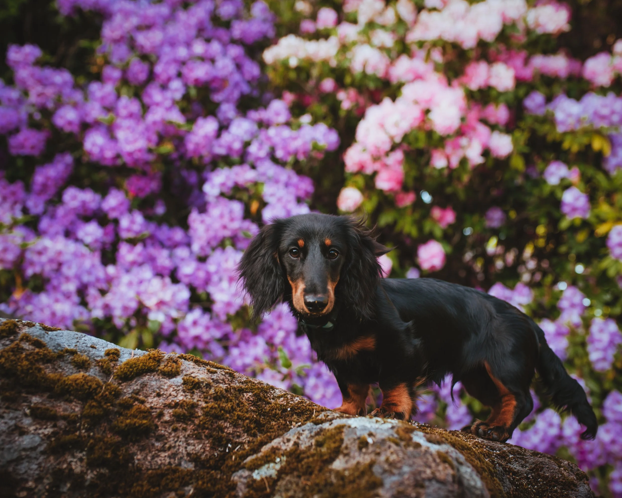 Archibald (2).JPG