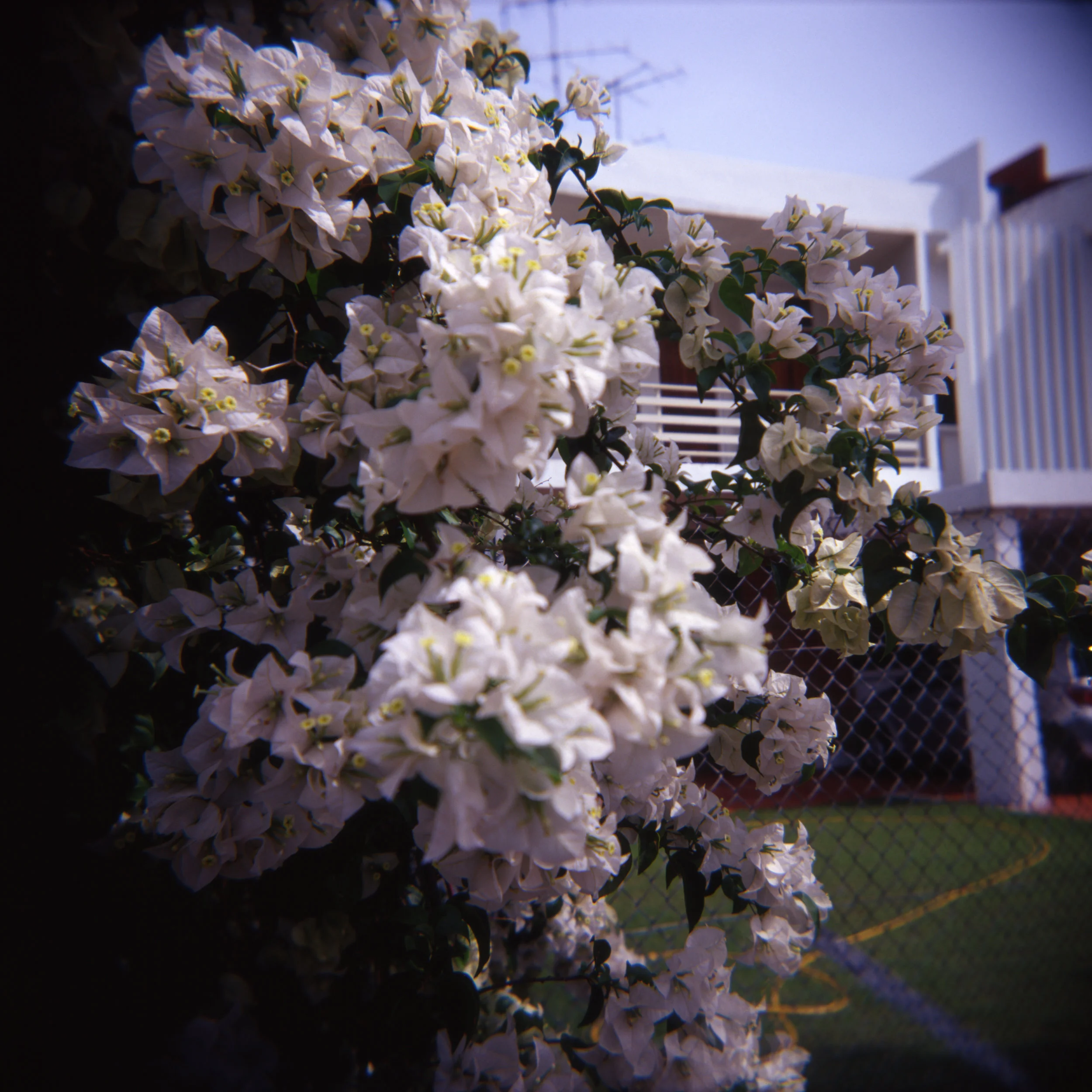 My-Father's-Favourite-Bougainvillea.jpg