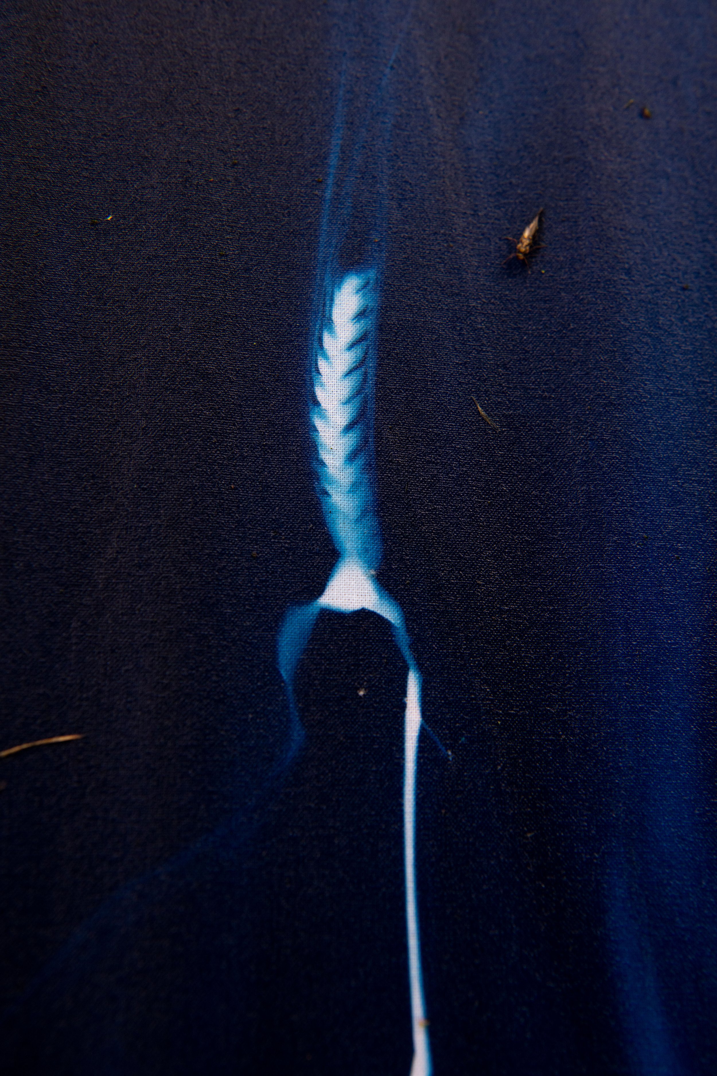 Detalj, Følge strømmen, cyanotypi, 1,4 x 18m