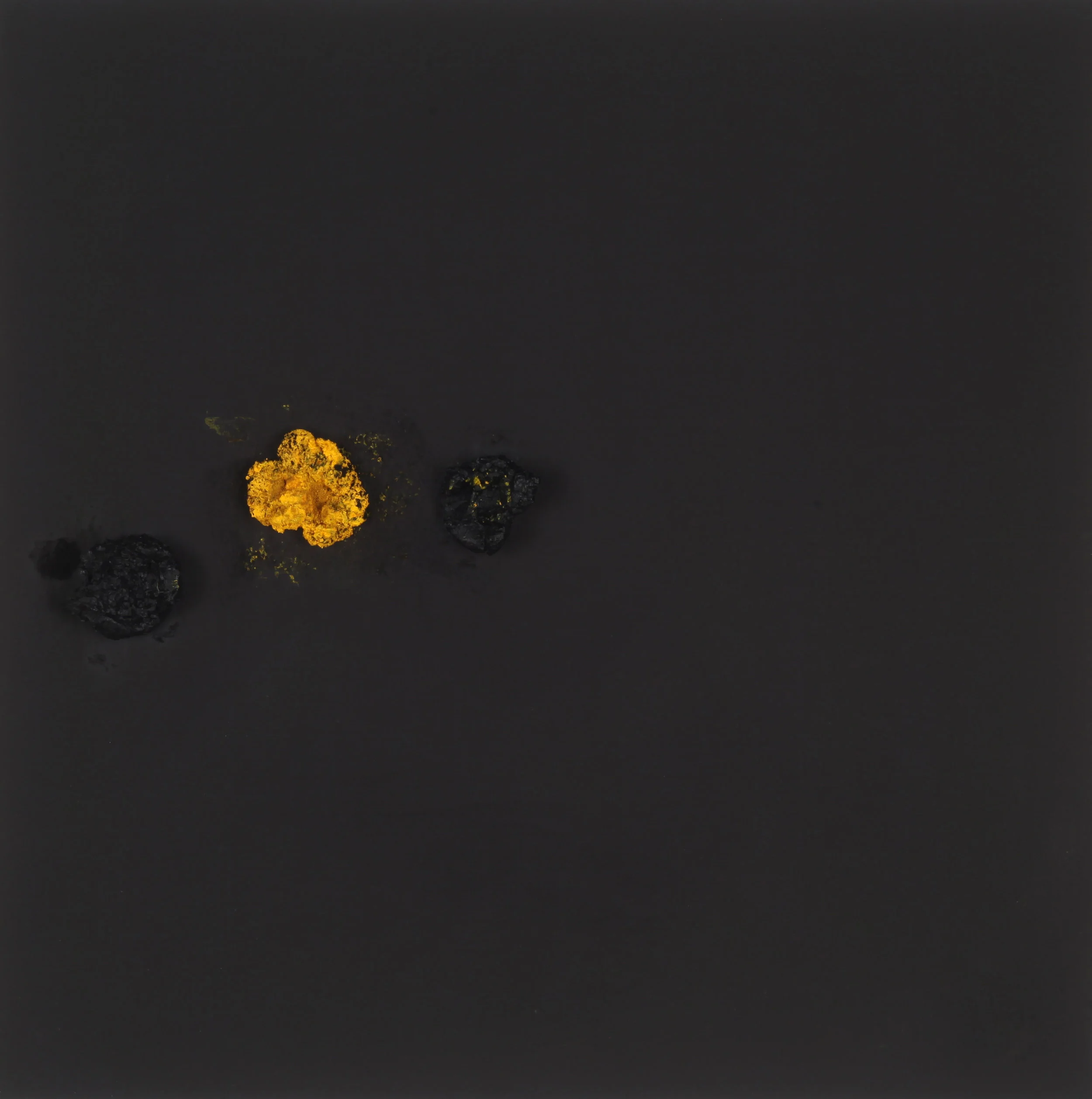 Black Flower #16