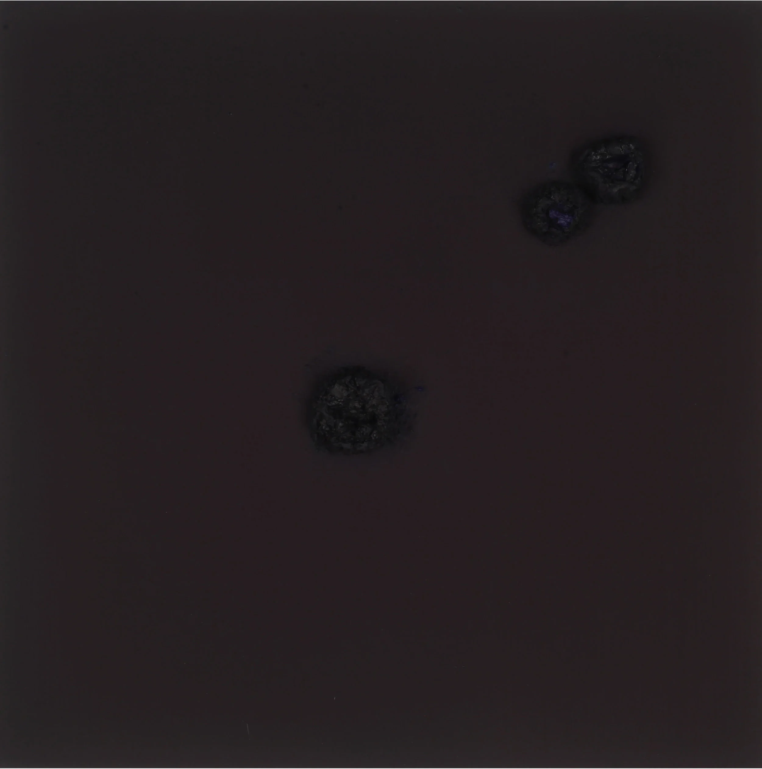 Black Flower #17