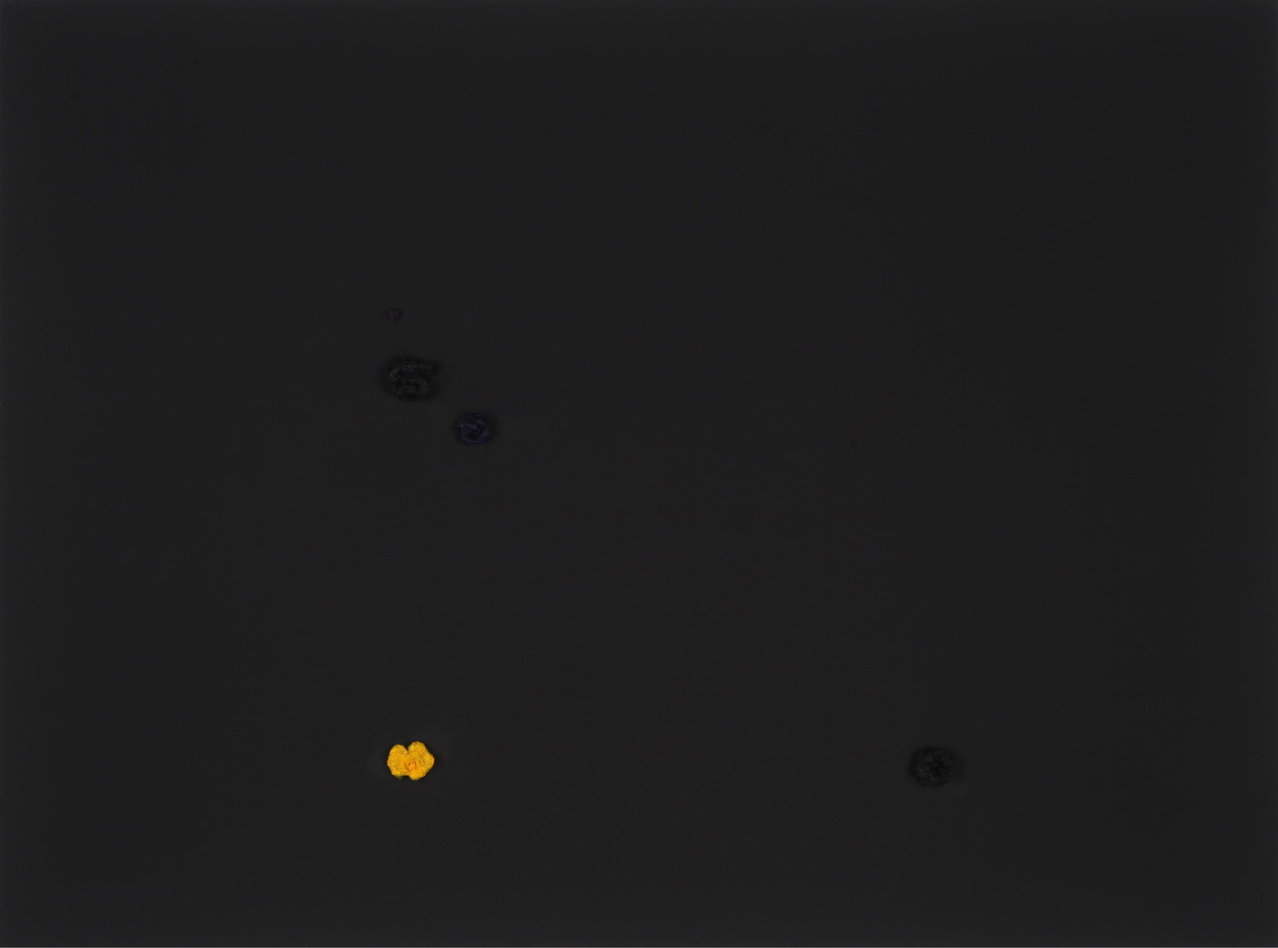 Black flowers #2